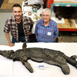 "التنين السيفي".. العثور على وحش بحري عمره 190 مليون سنة