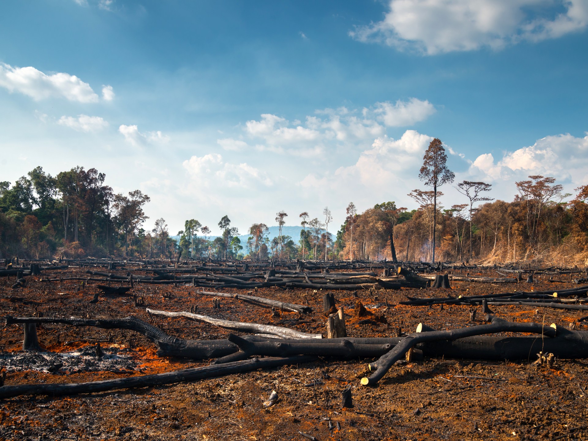 تقرير: العالم يتخلف كثيرا عن تحقيق أهداف حماية الغابات