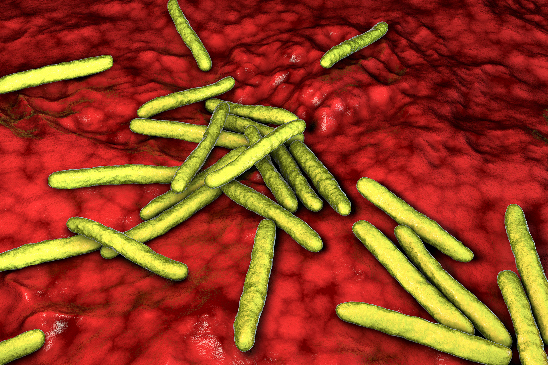 من الزبدة و"الحموم".. اكتشاف بكتيريا نافعة بهوية جزائرية