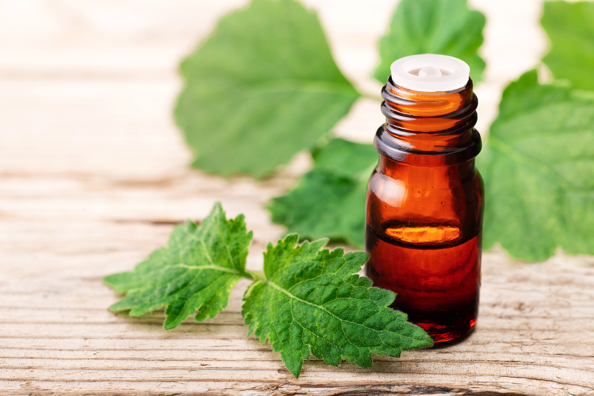 عطر الأثرياء الذي لا يشيخ.. رحلة الباتشولي من طارد للحشرات إلى ملابس النبلاء