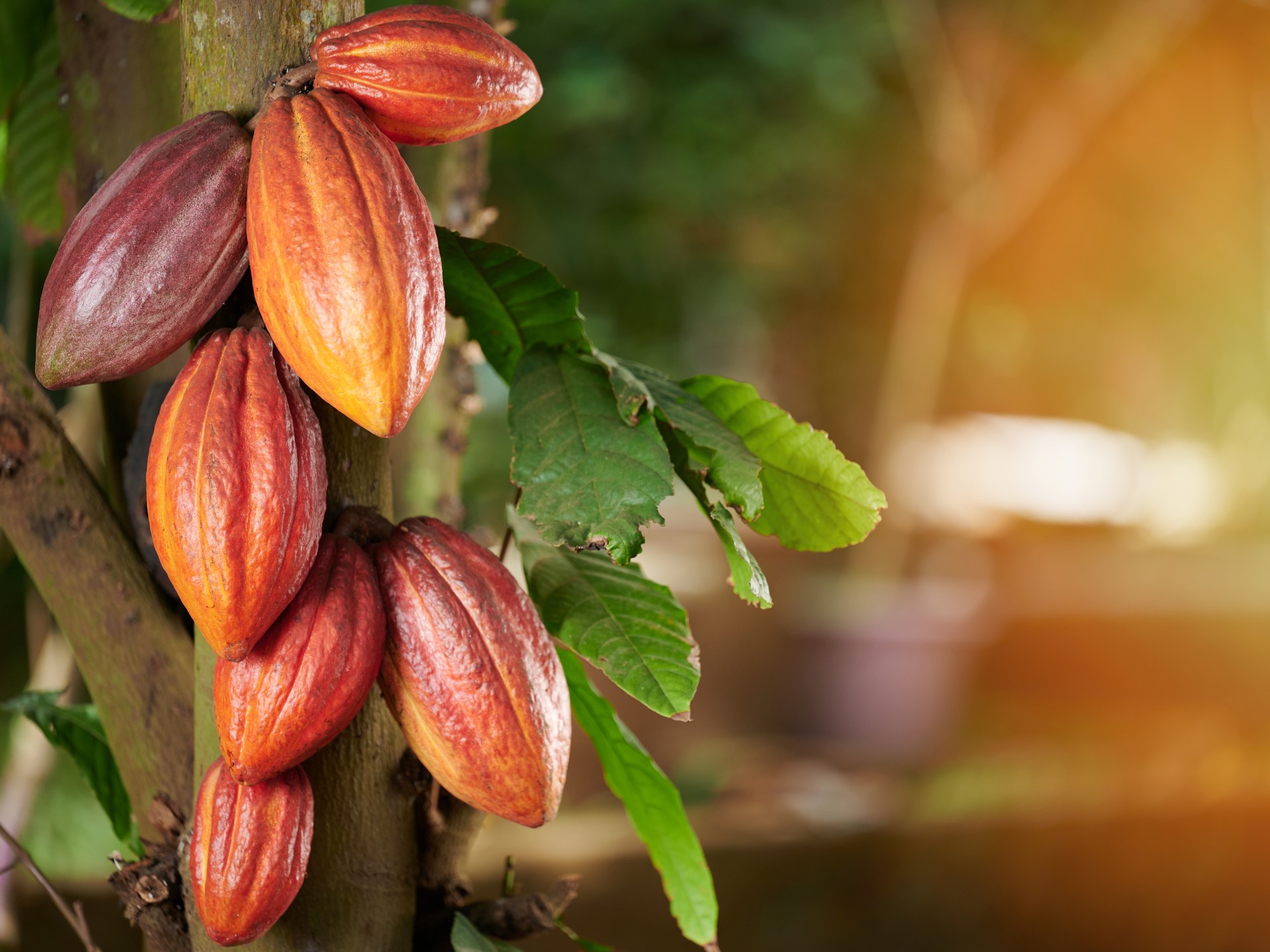 التوسع في زراعة الكاكاو يدمر الغابات الاستوائية في ليبيريا