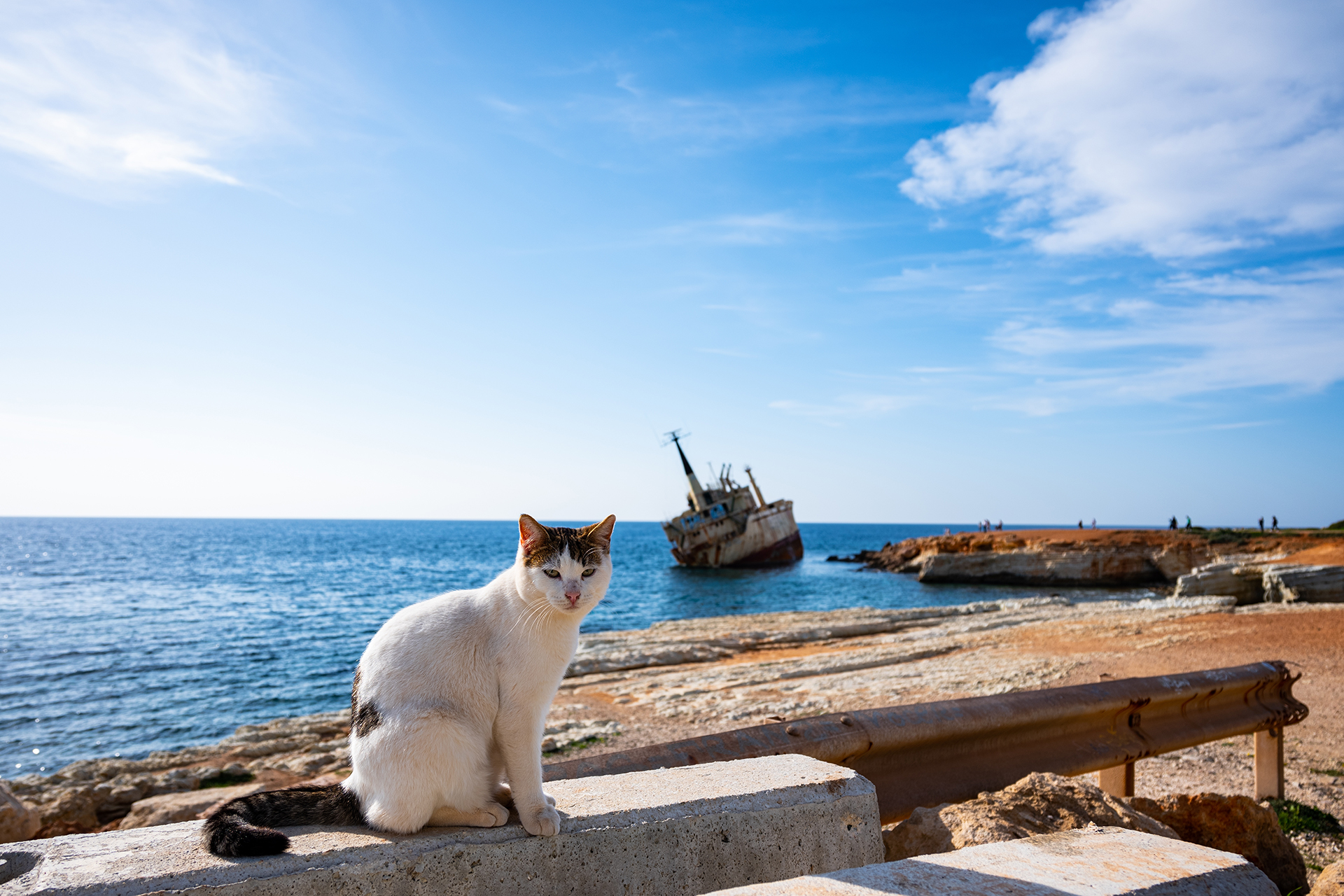 "جزيرة القطط" تستغيث.. أعداد الهرر السائبة في قبرص تتجاوز قدرة الحكومة