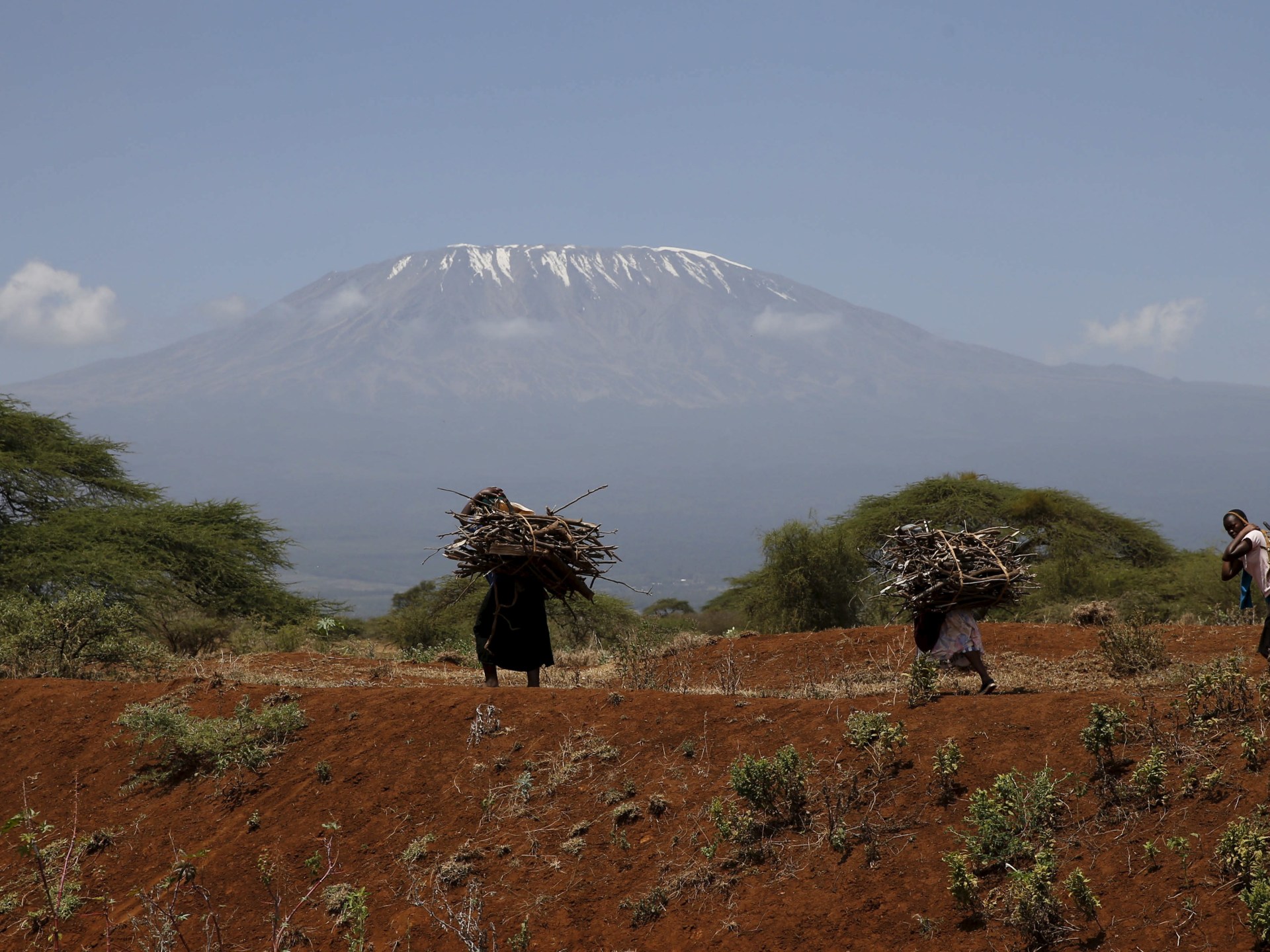 جبل كليمنجارو يفقد 75% من أنواع النباتات خلال قرن