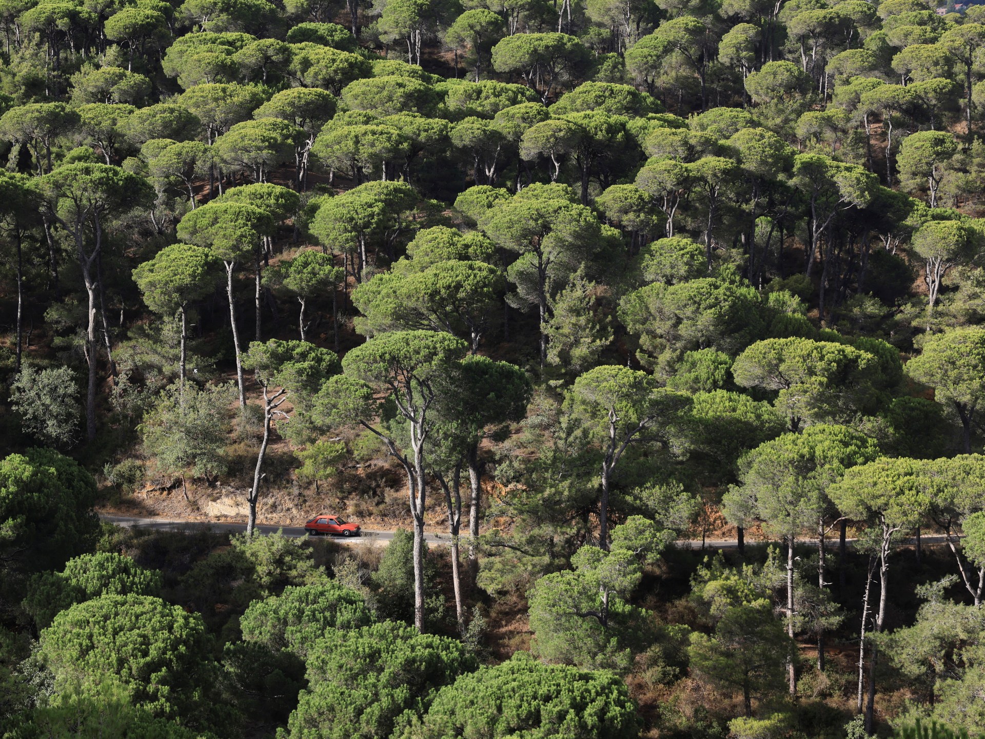 الجفاف والحشرات الغازية يقوضان غابات الصنوبر التاريخية في لبنان