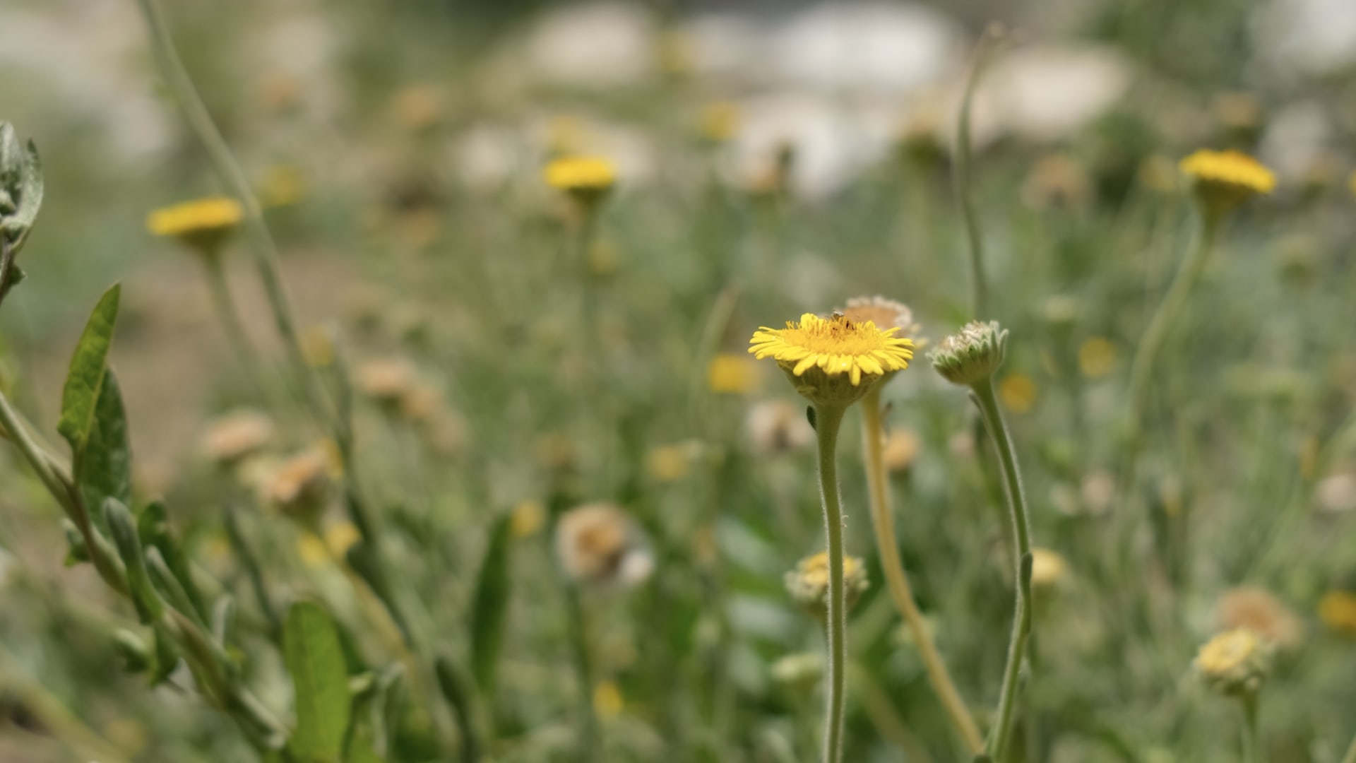 "كنز لم يُكتَشَف".. هكذا تنقذ مزرعة في قطر نبتة العرار الذهبية النادرة