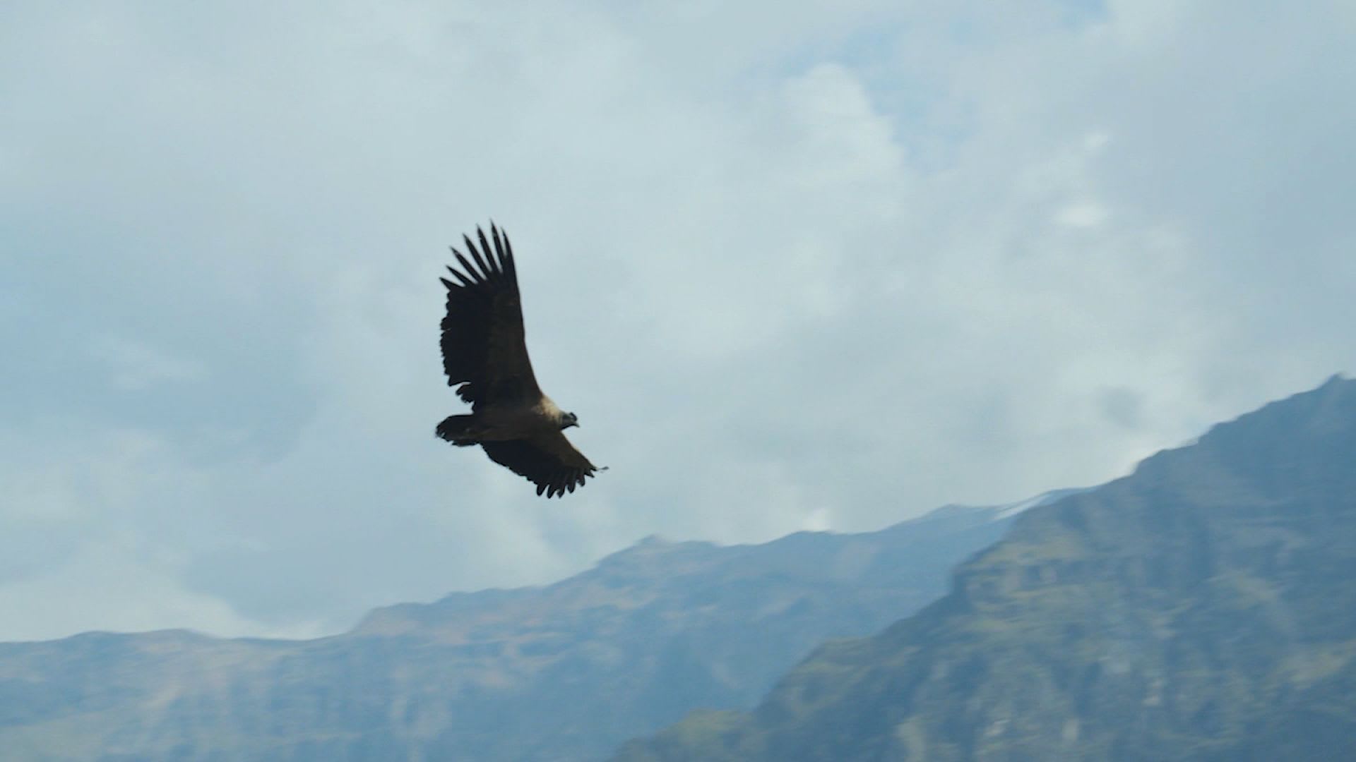 كندور الأنديز.. عودة أحد أكبر الطيور المُحلِّقة في العالم