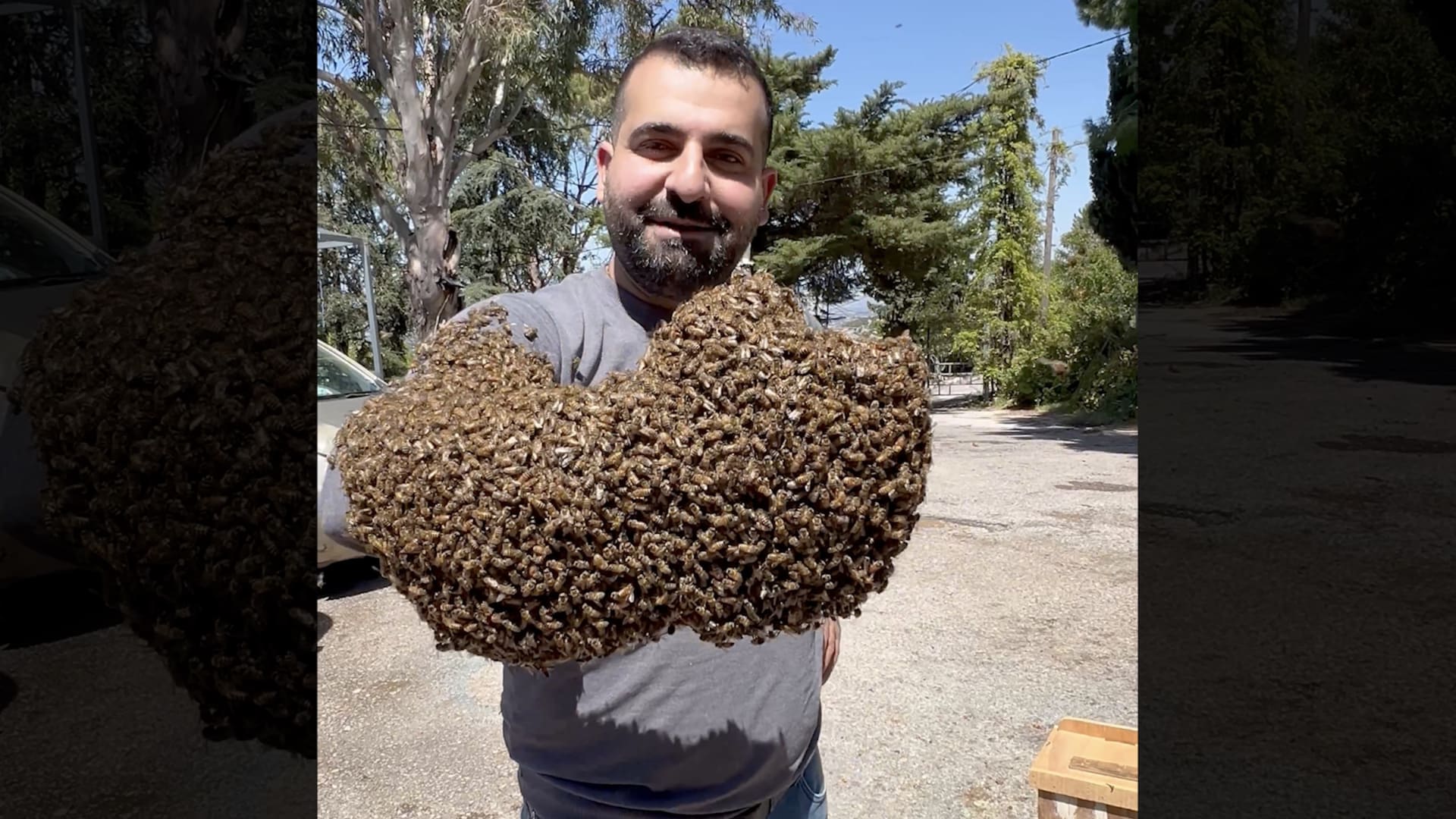 لبناني يحمل 12 كيلوغرامًا من النحل الحيّ بيده بلا قفازات
