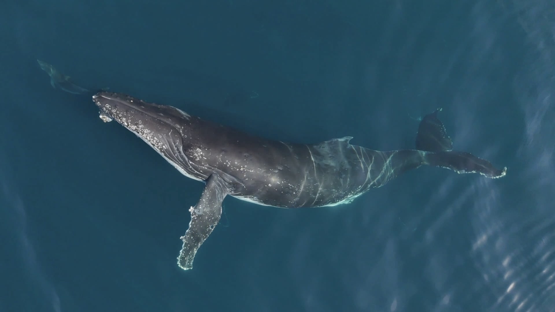 كاميرا تلتقط اثنين من الحيتان يسبحان بتناغم مع مجموعة دلافين في البرازيل