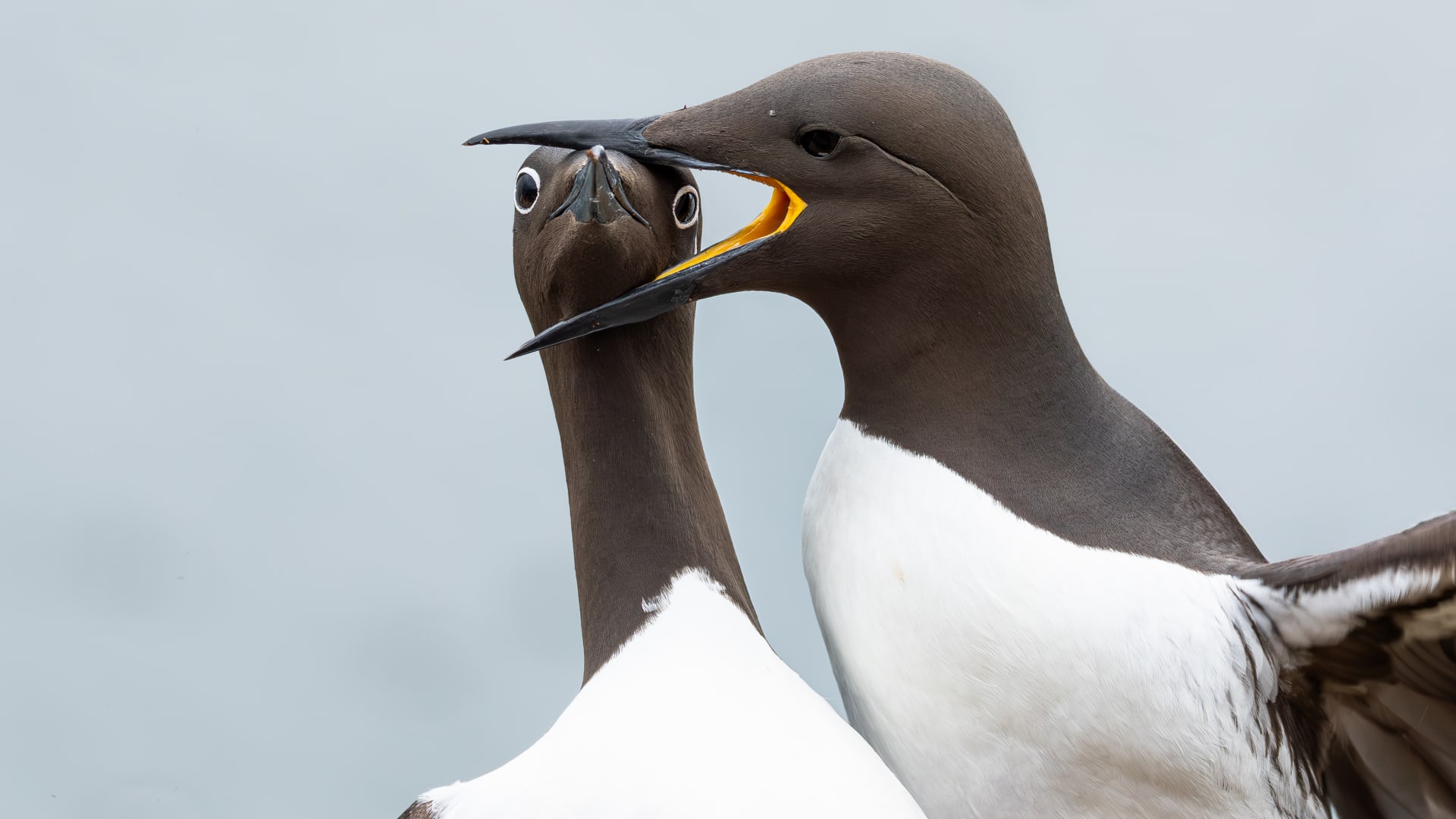 مصور يوثّق لحظة مضحكة لطائر يُمسك بطائر آخر من رأسه في النرويج