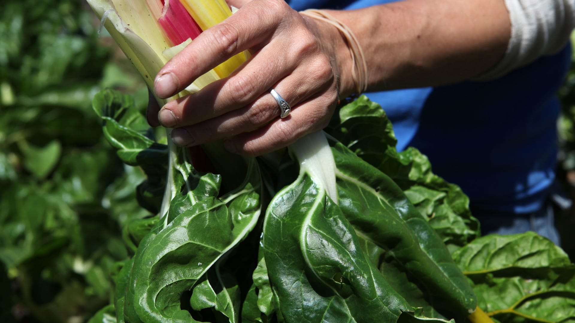 أبرز فوائد السّلق الصحية..هذه الفيتامينات التي يتضمنها