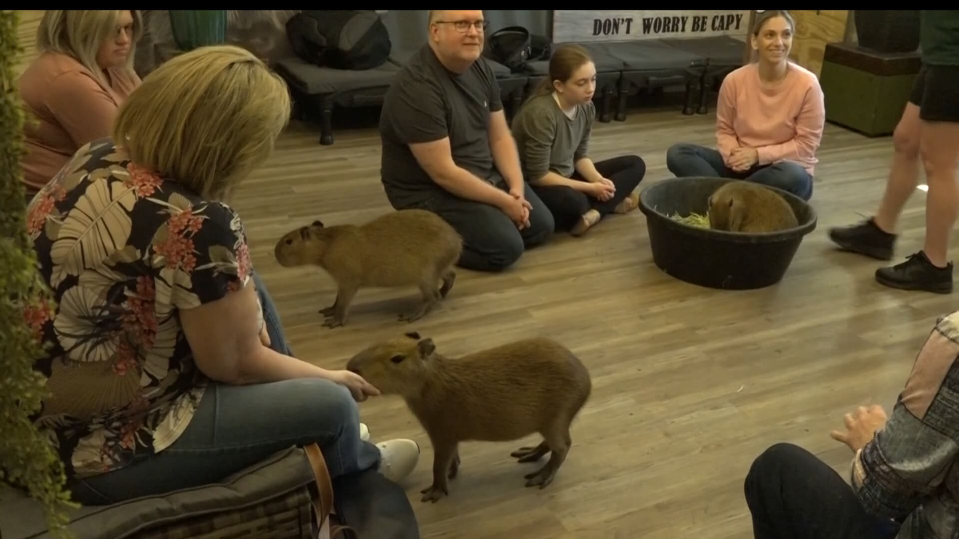 في مقهى الكابيبارا بفلوريدا.. تُعانق الحيوانات الغريبة وتُحافظ على الحياة البرية