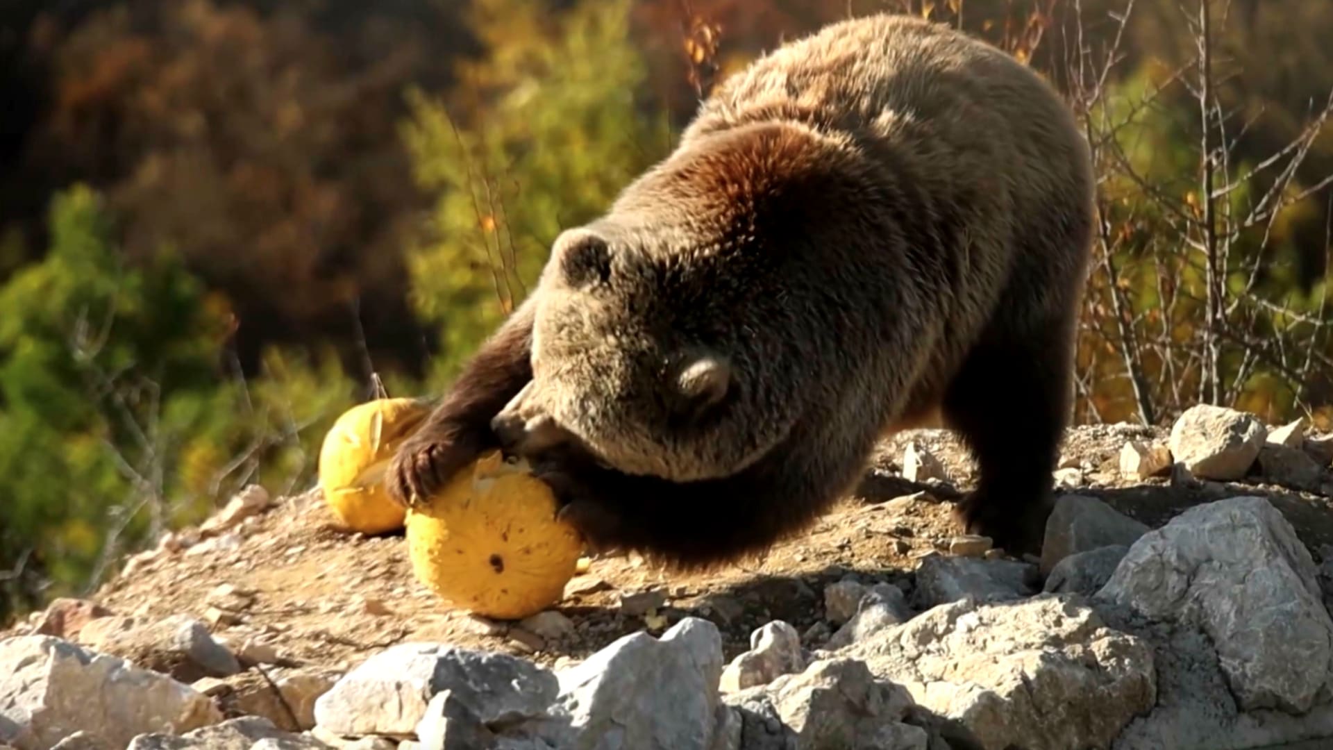 "مجرد متعة حقيقية".. شاهد كيف احتفلت الحيوانات بالهالوين في حدائقها