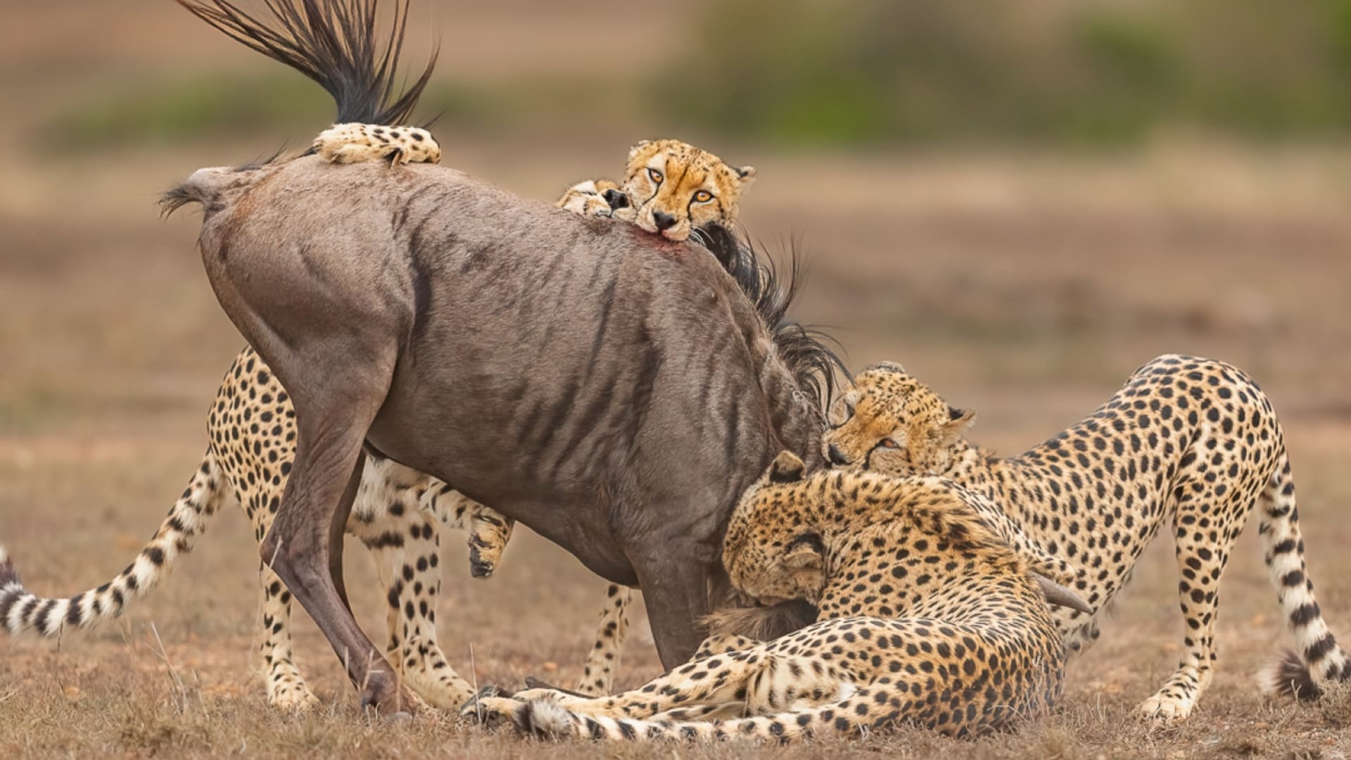 "صراع البقاء"..صورة مؤلمة للحظة إنقضاض فهود على فريسة "صامدة" في كينيا