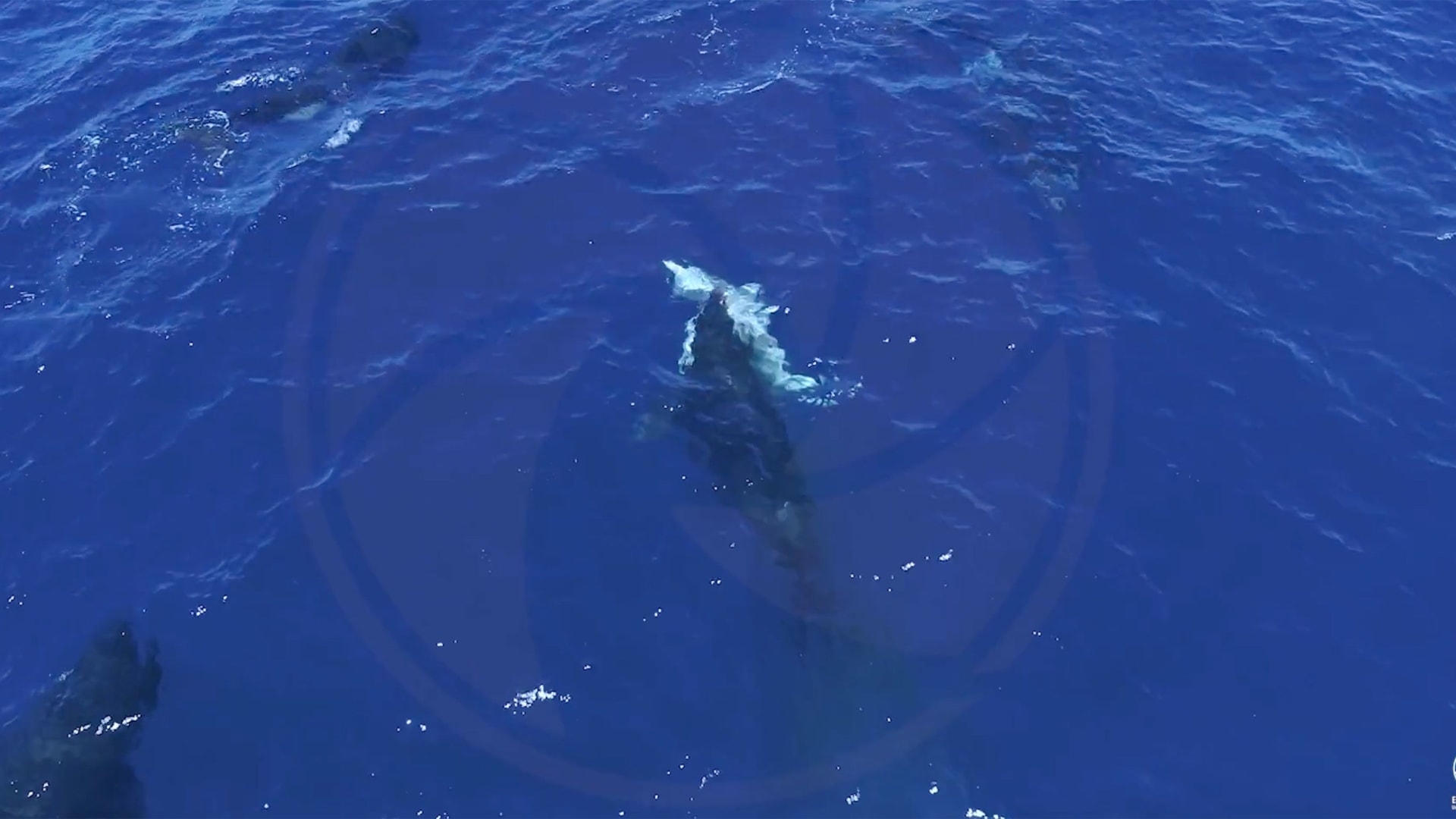 المكسيك.. لقطات جوية تكشف سلوكًا غريبًا للحيتان القاتلة وهي تصطاد صغار القرش الأبيض