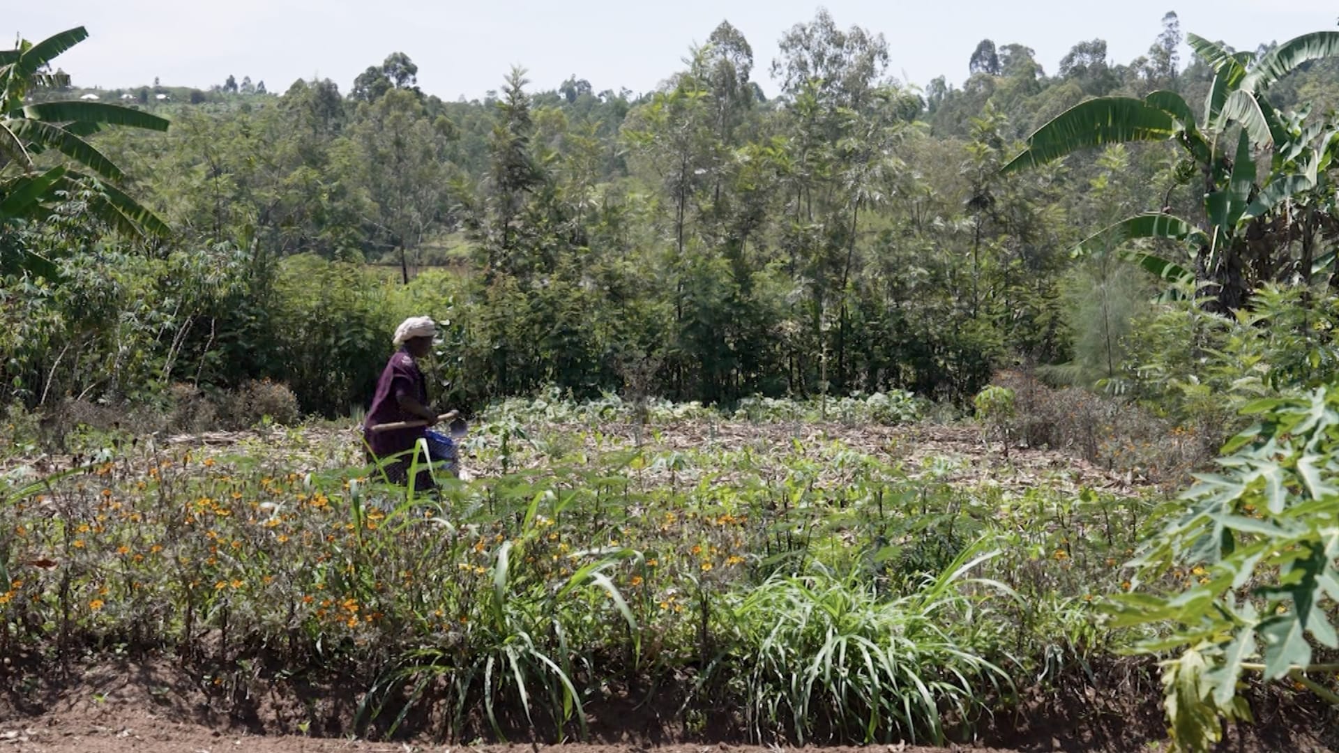 يحسّن جودة التربة ويزيد الإنتاج الزراعي.. تعرف إلى نهج "الحديقة الغابية" الذي يواجه التصحّر في إفريقيا