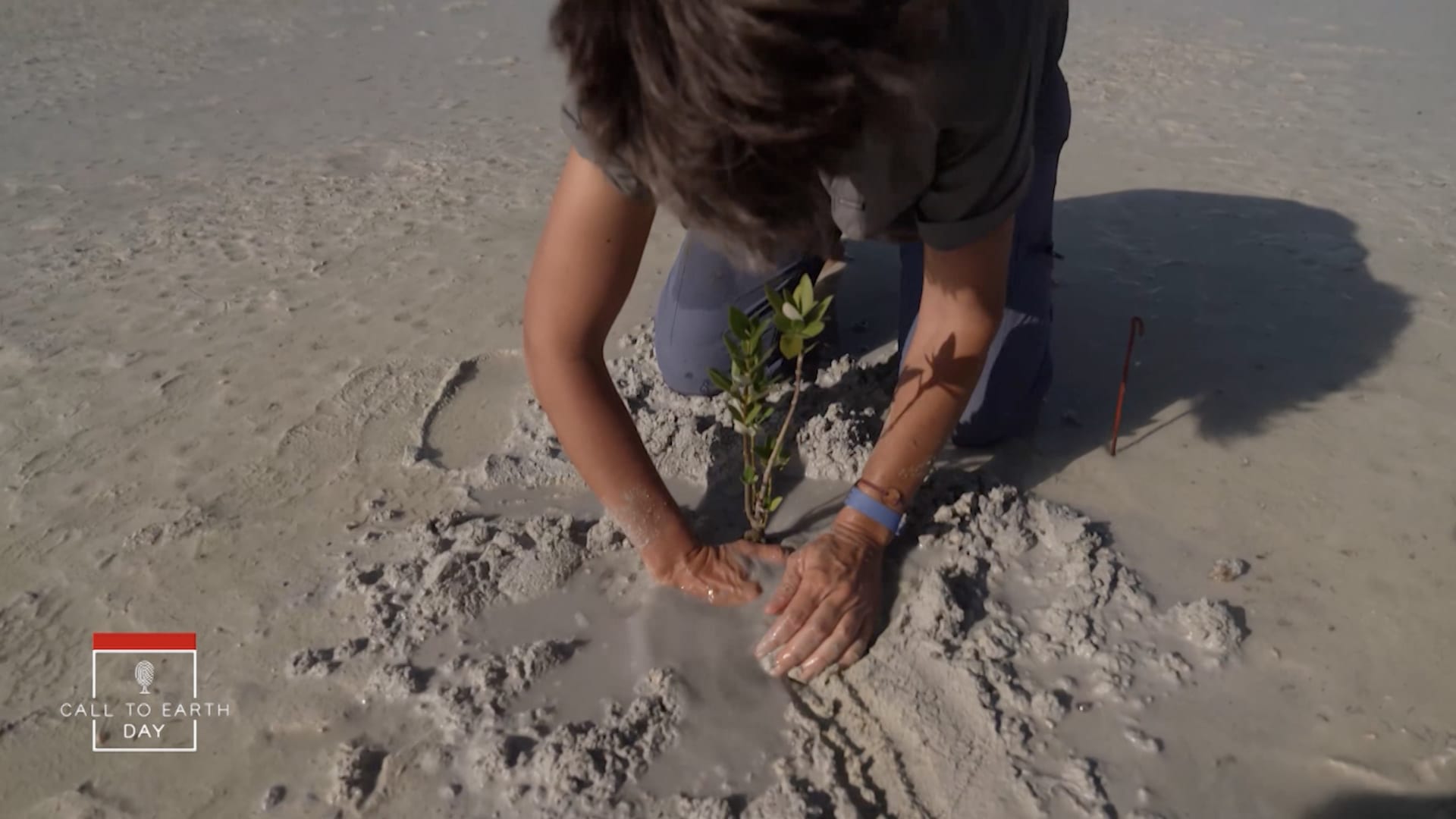 هكذا تُزرع أشجار المانغروف في قطر.. من مشاتل داخلية إلى شواطئ رملية