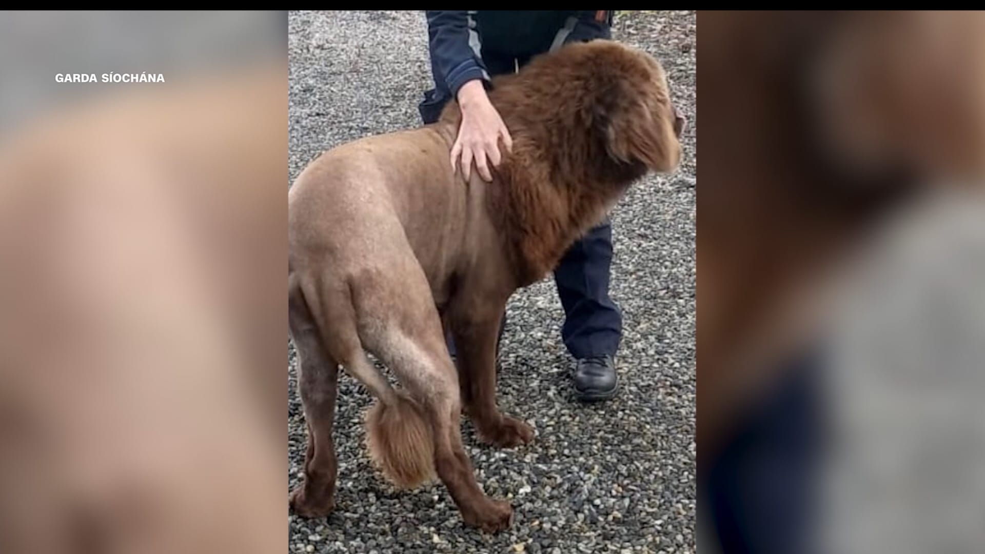 ذعر بحيّ إيرلندي من أسد هارب.. فهل كان أسدًا فعلًا؟