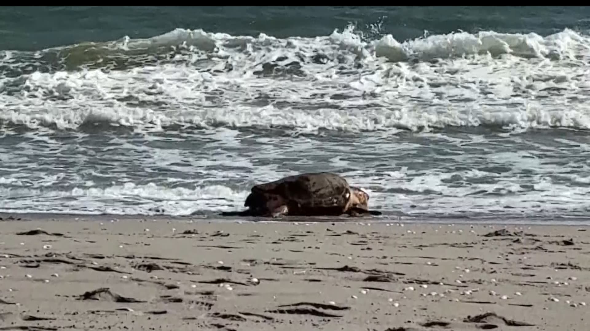 سلحفاة بحرية تصبح نجمة محلية وتعود إلى المحيط بعد رحلة إنقاذ مدهشة