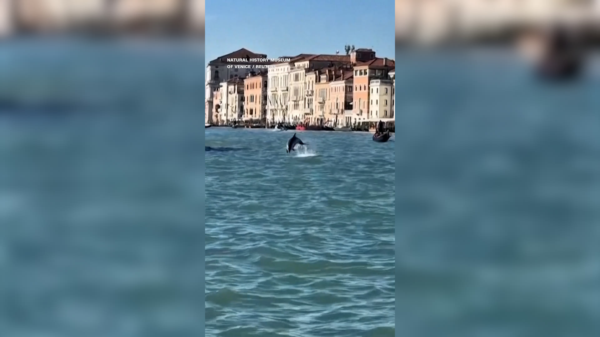ظهور غير معتاد لدلفين يسبح بين القوارب في قنوات البندقية يحيّر العلماء