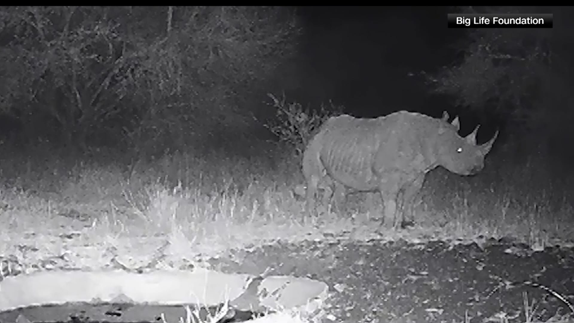 9 فقط حول العالم.. كاميرات ترصد صغير وحيد القرن الأسود النادر في كينيا