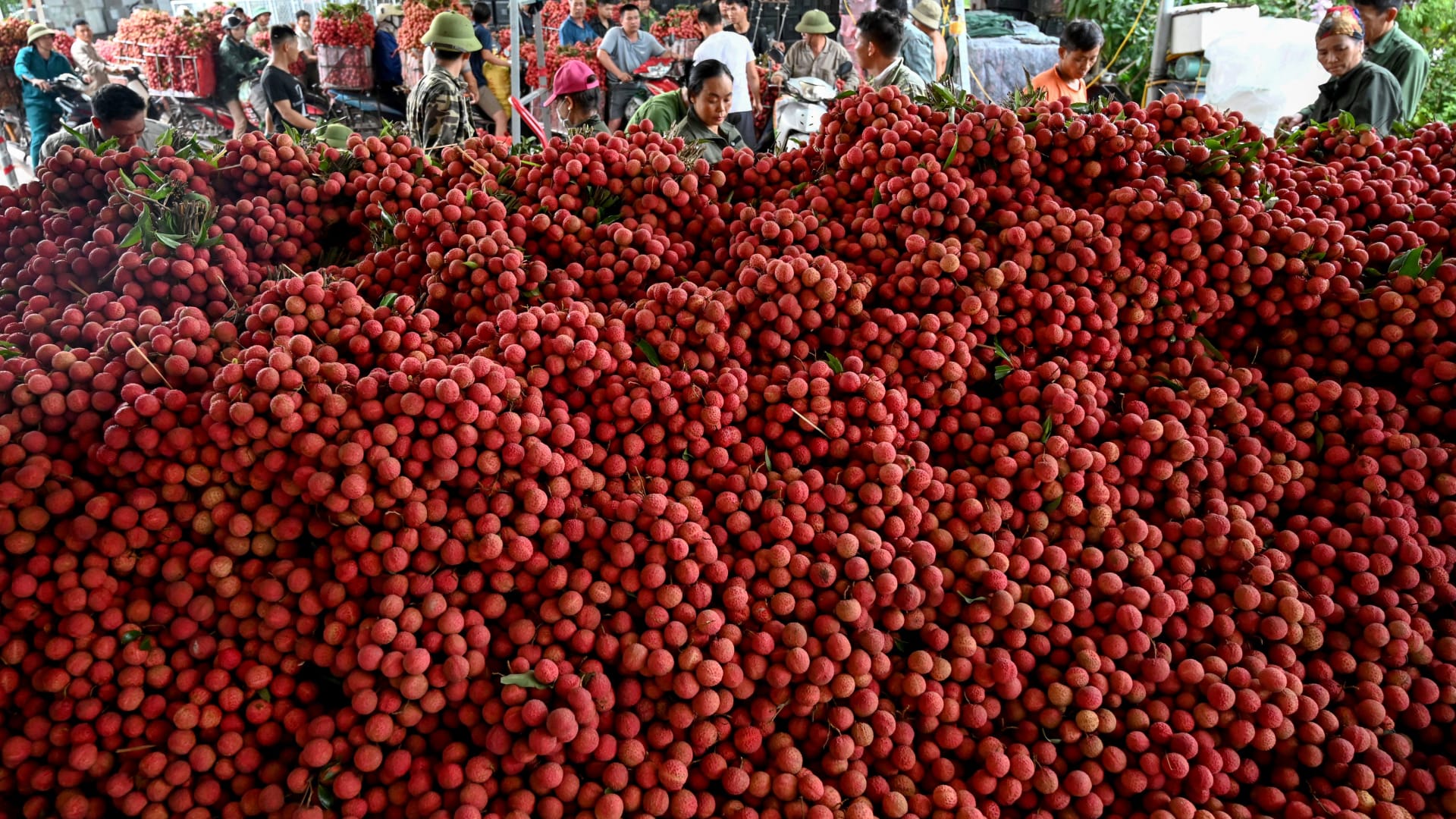 فاكهة "الليتشي".. ما أبرز فوائد "التوت الصيني"؟