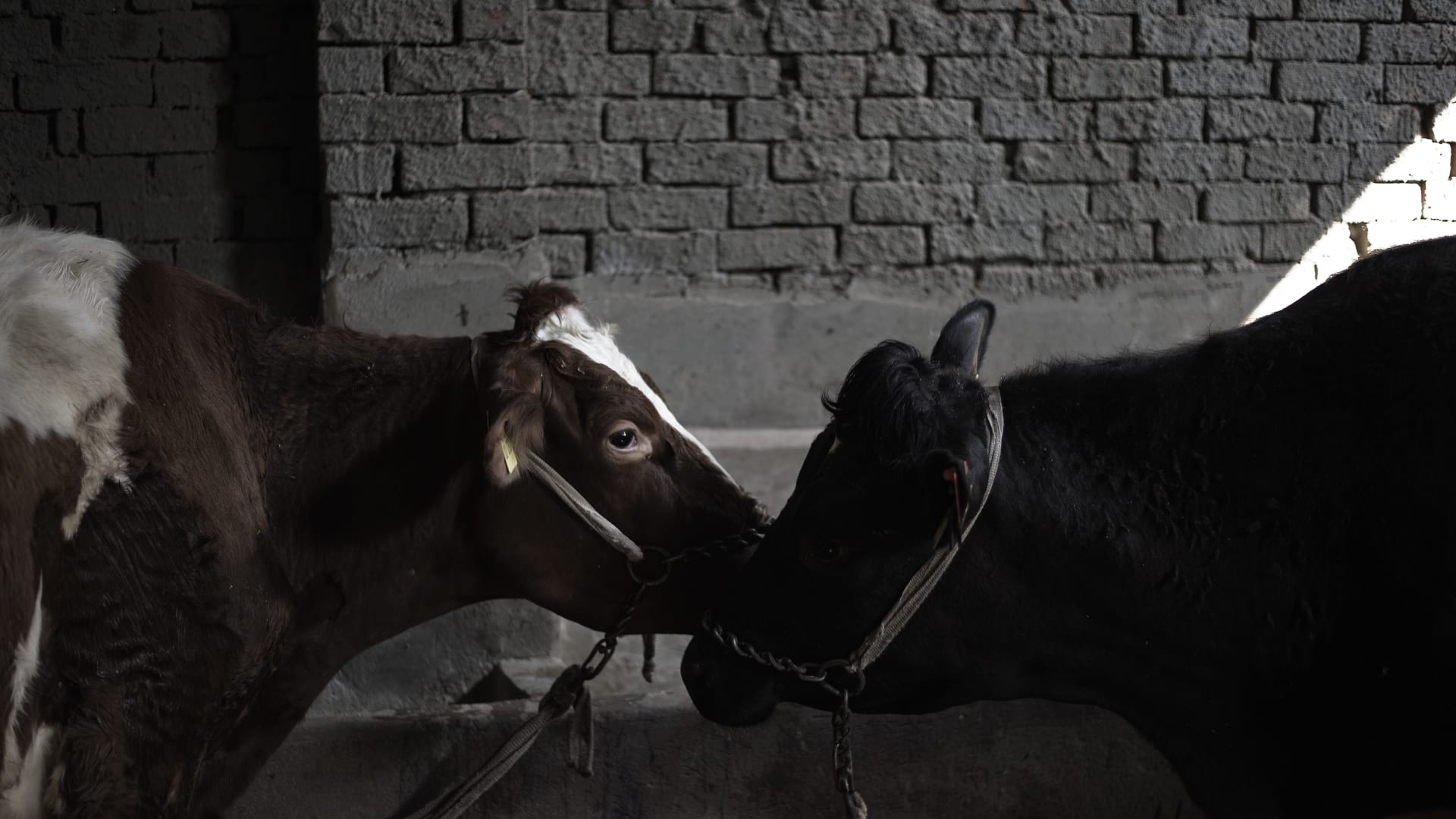 مصر: رصد حالات مصابة بالحمى القلاعية بين الماشية.. و"الزراعة" تعلق