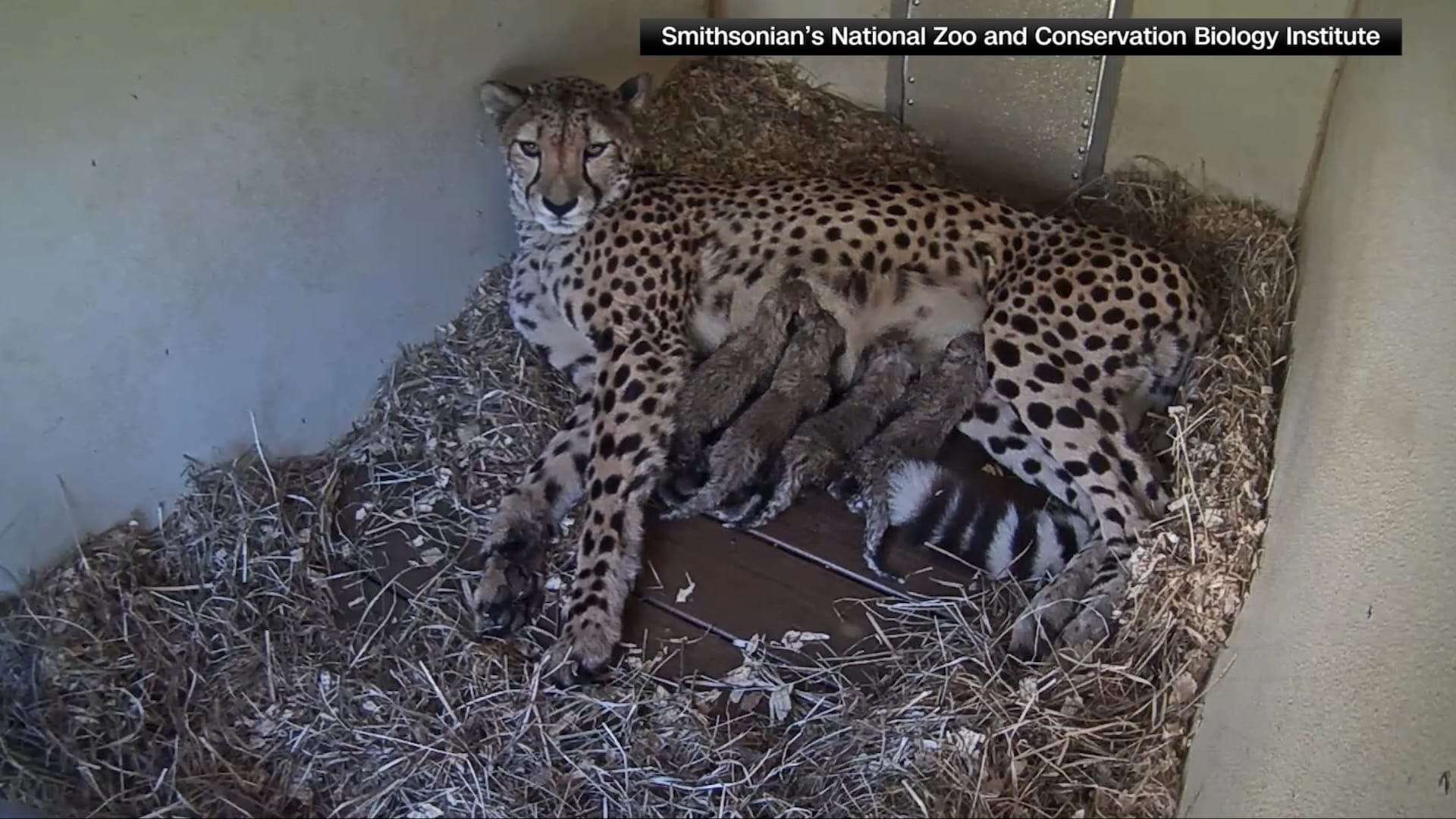 أربعة صغار فهود تبصر النور في حديقة حيوانات سميثسونيان الوطنية.. يمكنك مشاهدتها من أي مكان في العالم!