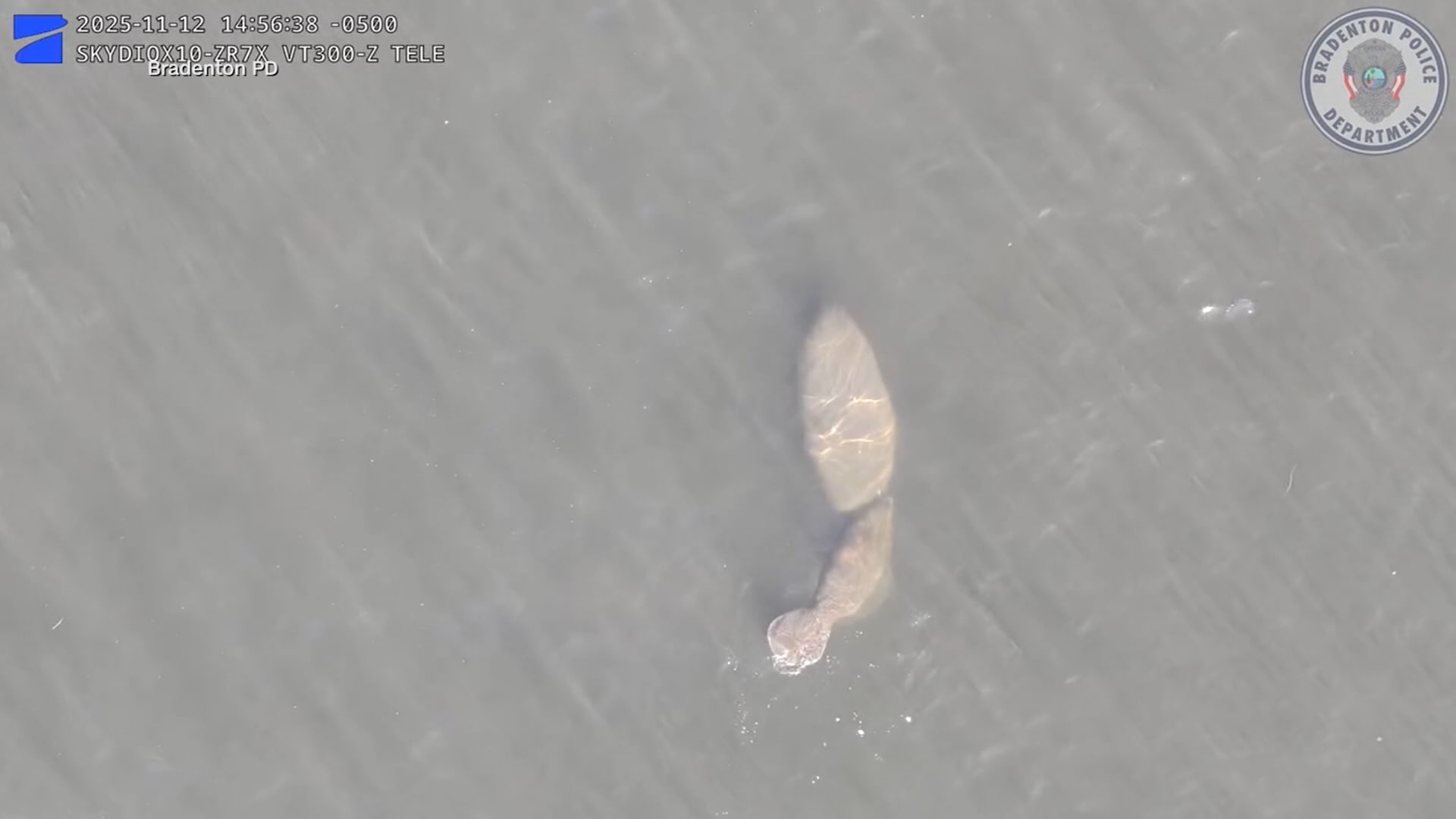 تفاعل نادر بين دلفين وعائلة من خراف البحر.. ضابط شرطة يوثق اللحظة