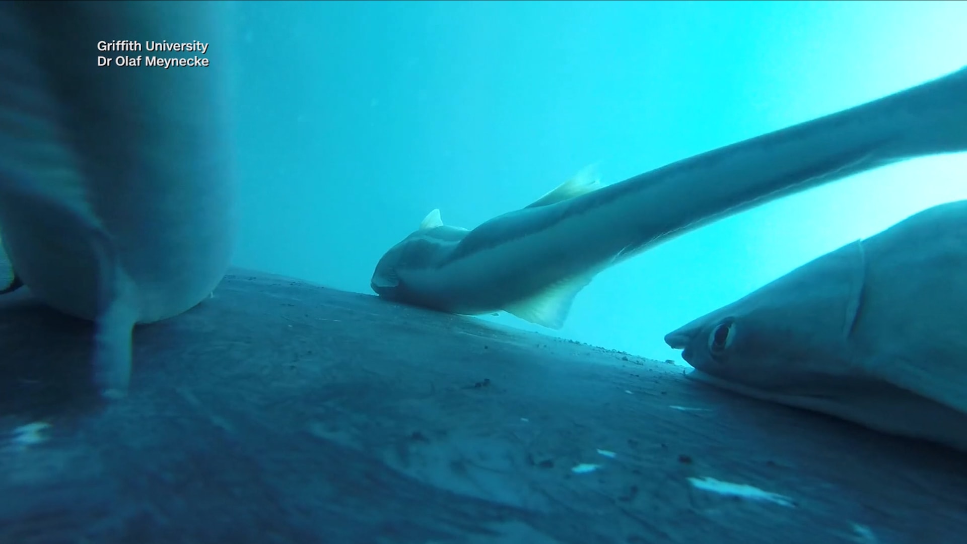 أفعوانية الريمورا.. رحلة للسمك المصاص على ظهر الحوت الأحدب