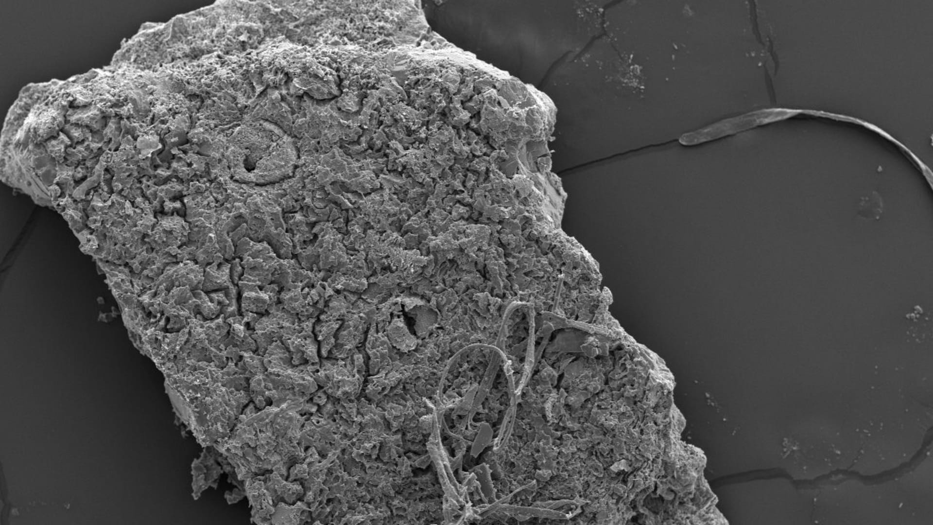 اكتشاف أقدم قشور بيض تماسيح عاشت قبل 55 مليون عاما في أستراليا.. ما سرّها الغريب؟