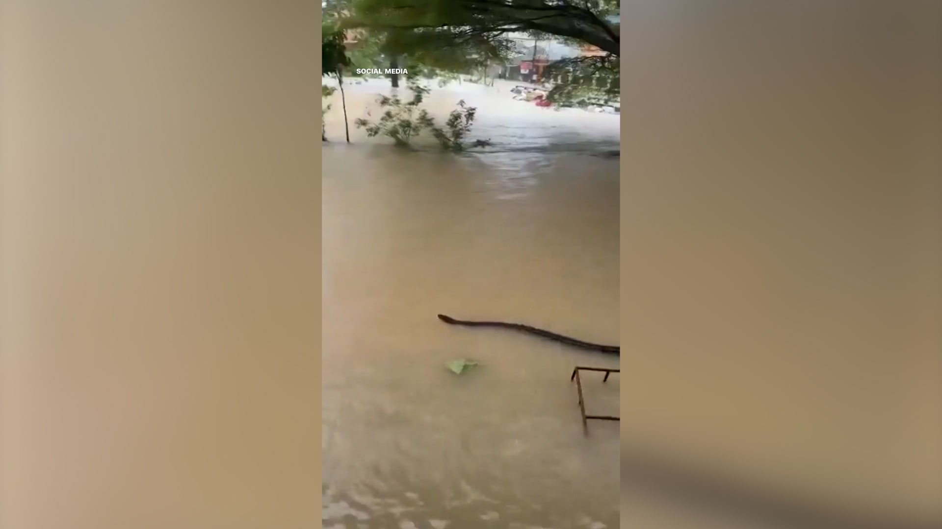 فيديو مرعب لثعبان ضخم يسبح عبر مياه الفيضانات في تايلاند