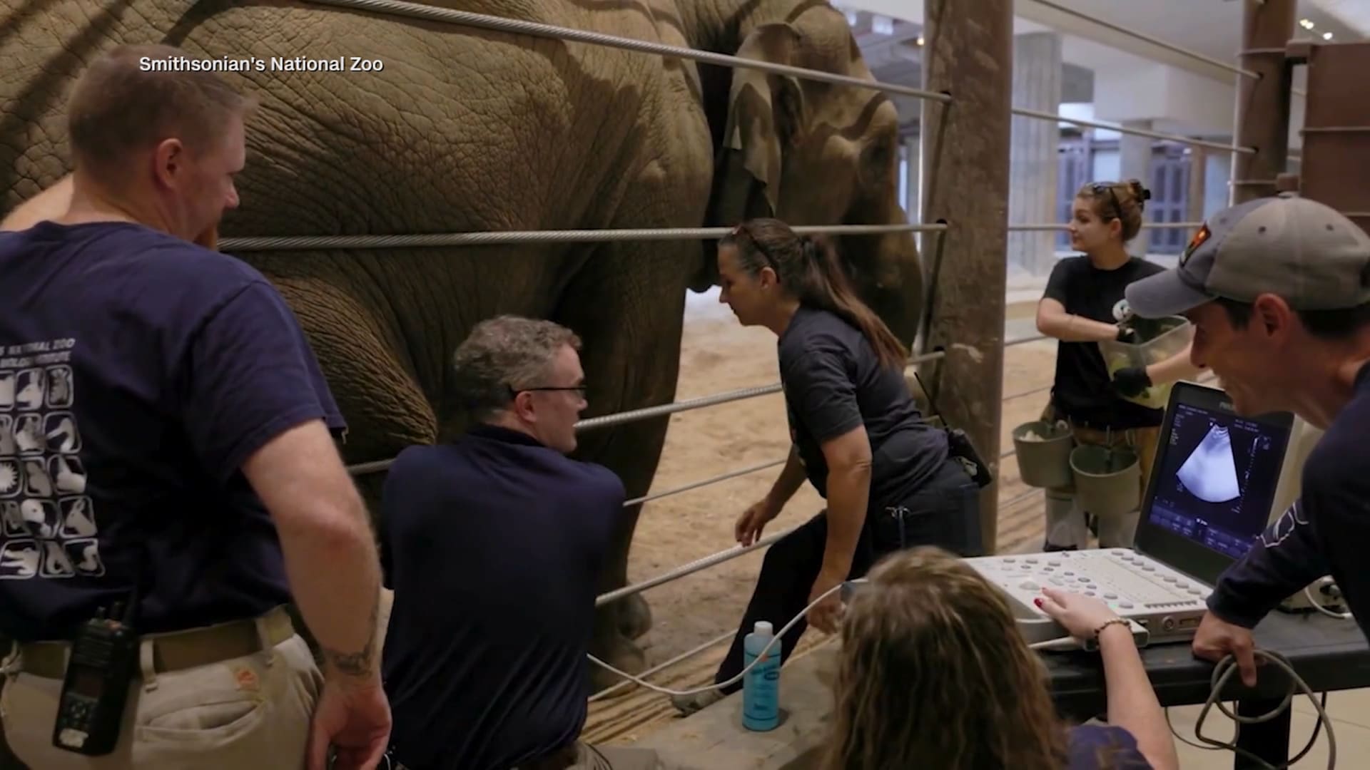 فيل آسيوي نادر جدًا سيولد مطلع 2026.. وفحص روتيني يطمئن القيّمين على صحته