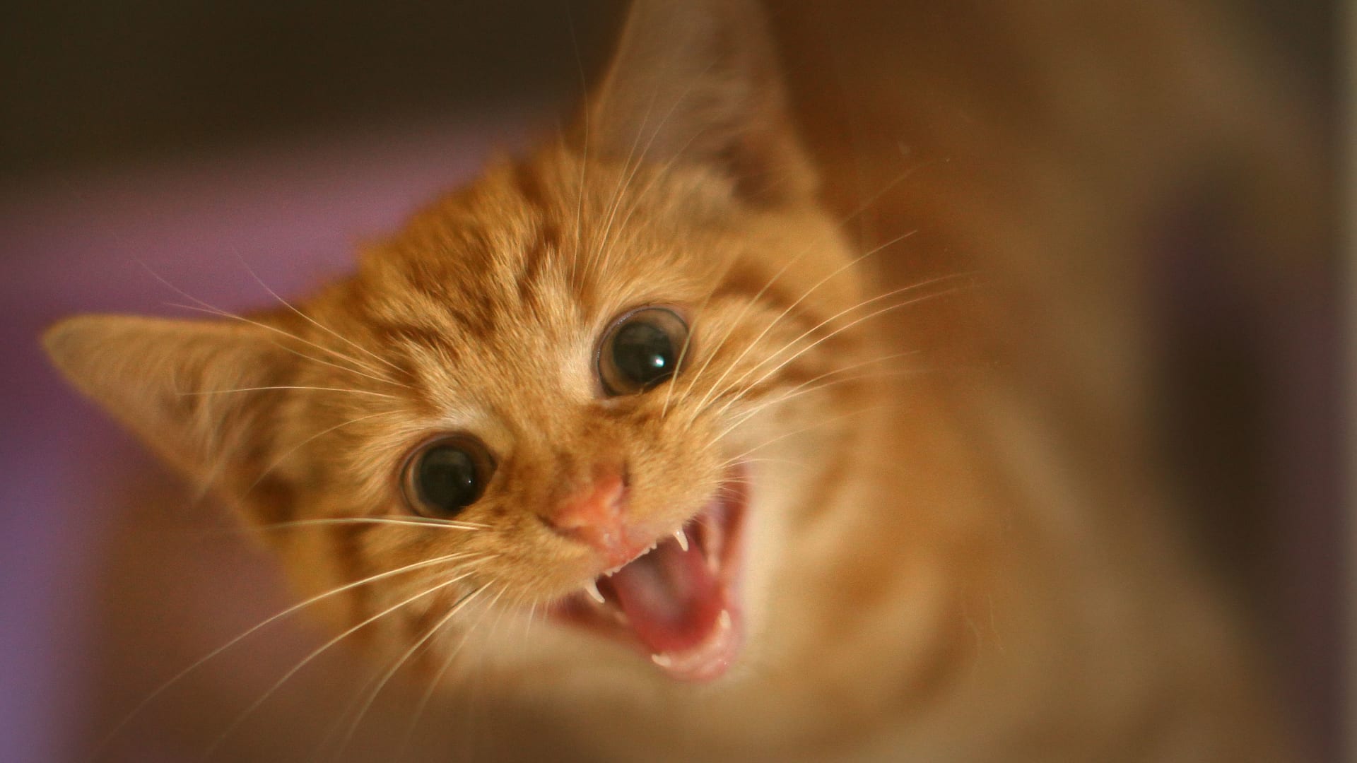 مصر القديمة أم بلاد الشام.. ما أصل القطط المنزلية ومن أين جاءت؟