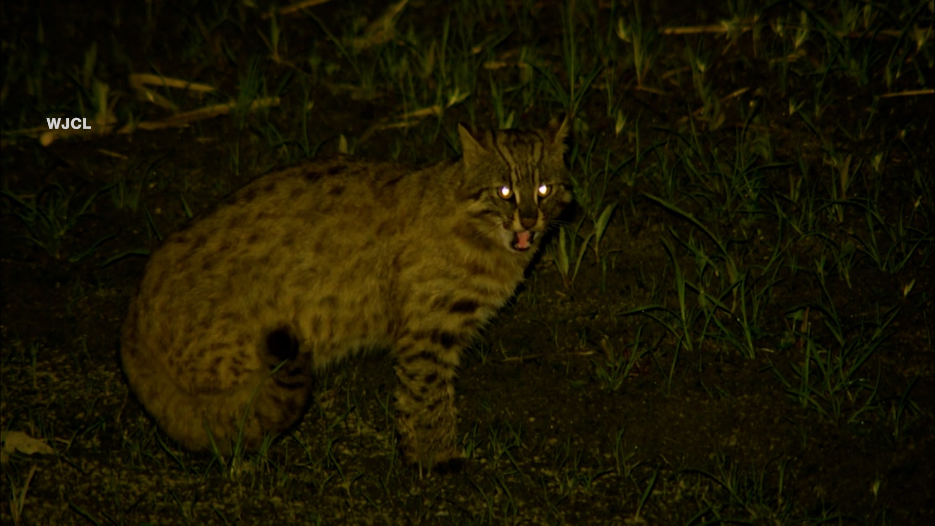 صراخ يدفع رجلا لإنقاذ سيدة من هجوم وشق وحشي بينما تتنزه.. إليكم ما حدث
