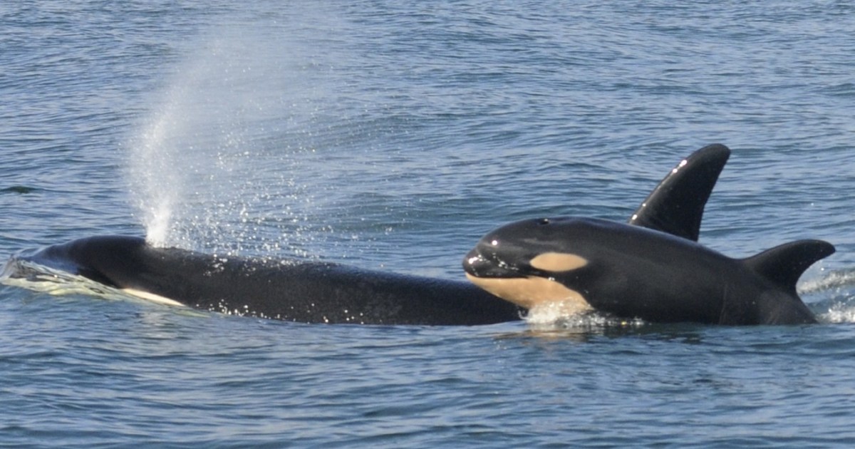 توثيق سلوك مفترس لأول مرة.. حيتان تأكل كبد القرش وتترك جسده