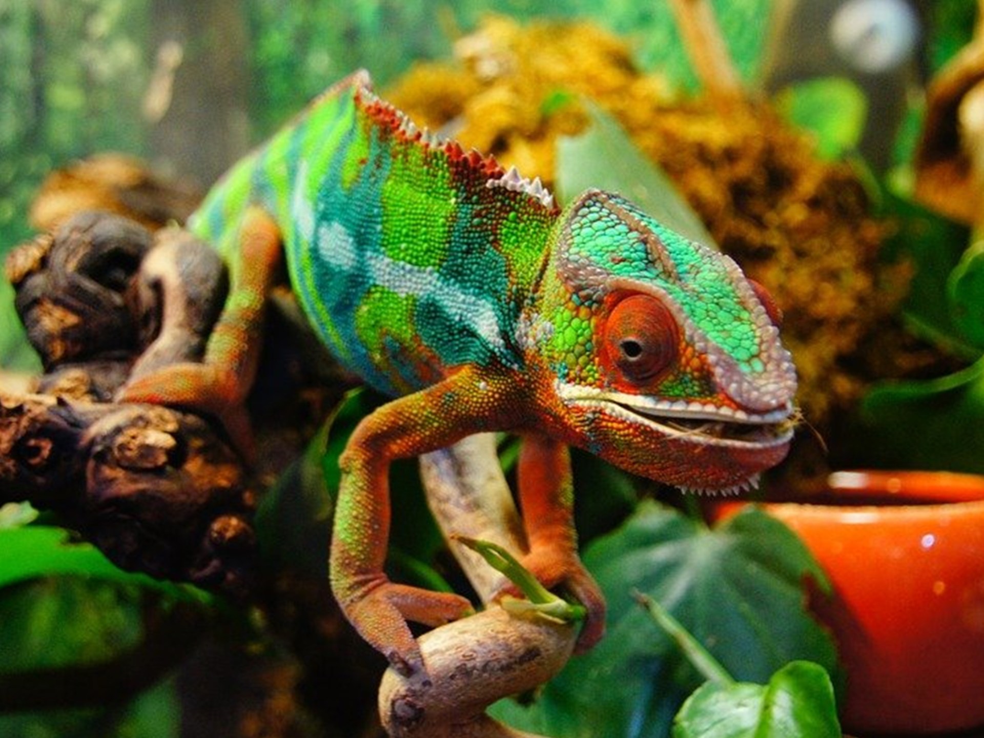 سر عيون الحرباء العجيبة.. أعصاب ملفوفة تمنحها رؤية شبه كاملة