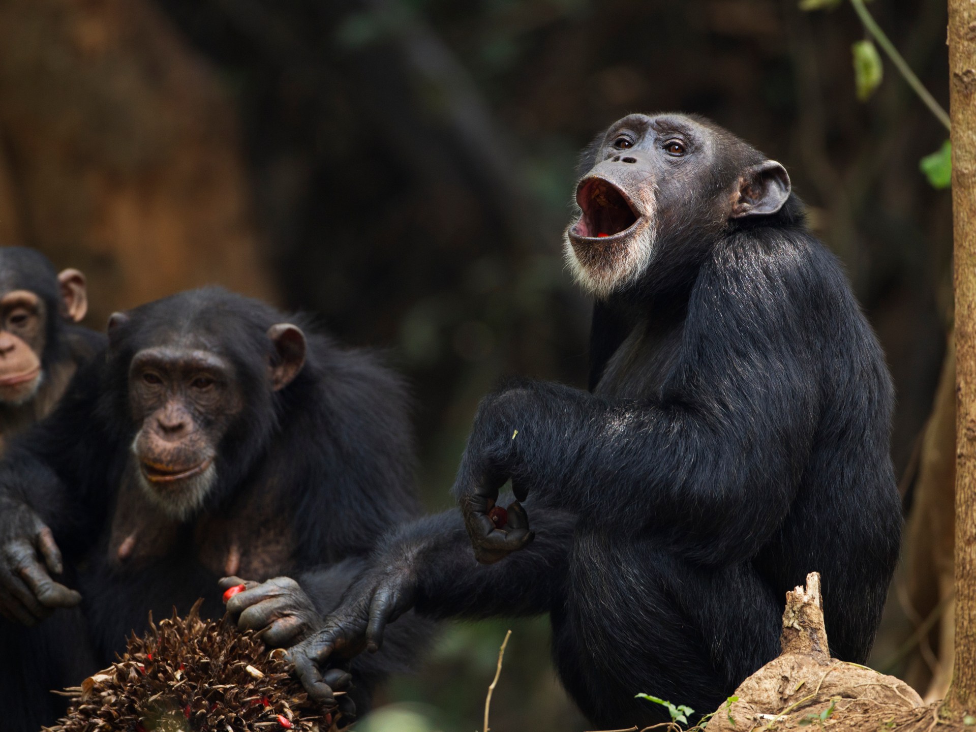 علماء للجزيرة نت: الشمبانزي يغير رأيه ويفكر بعقلانية