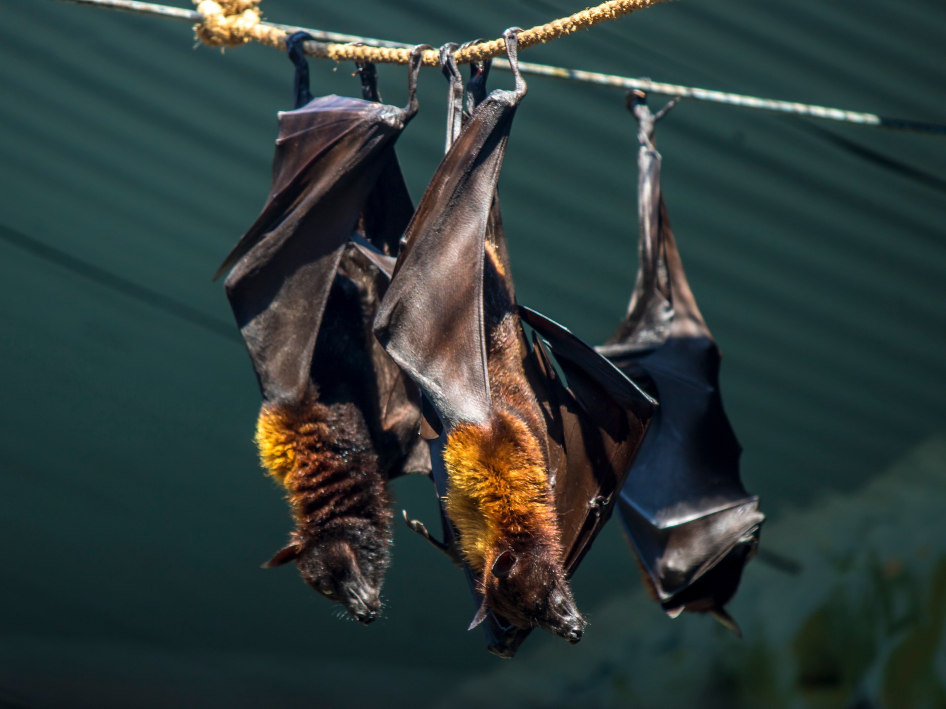 معجزة التصميم.. الخفافيش تتعايش مع المرض دون أن تمرض