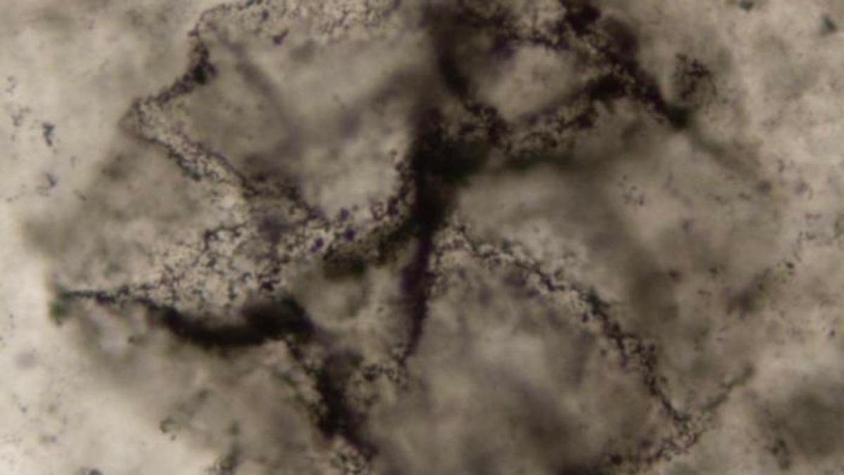 علماء للجزيرة نت: كشفنا عن "أثر الحياة" قبل 3.3 مليارات عام