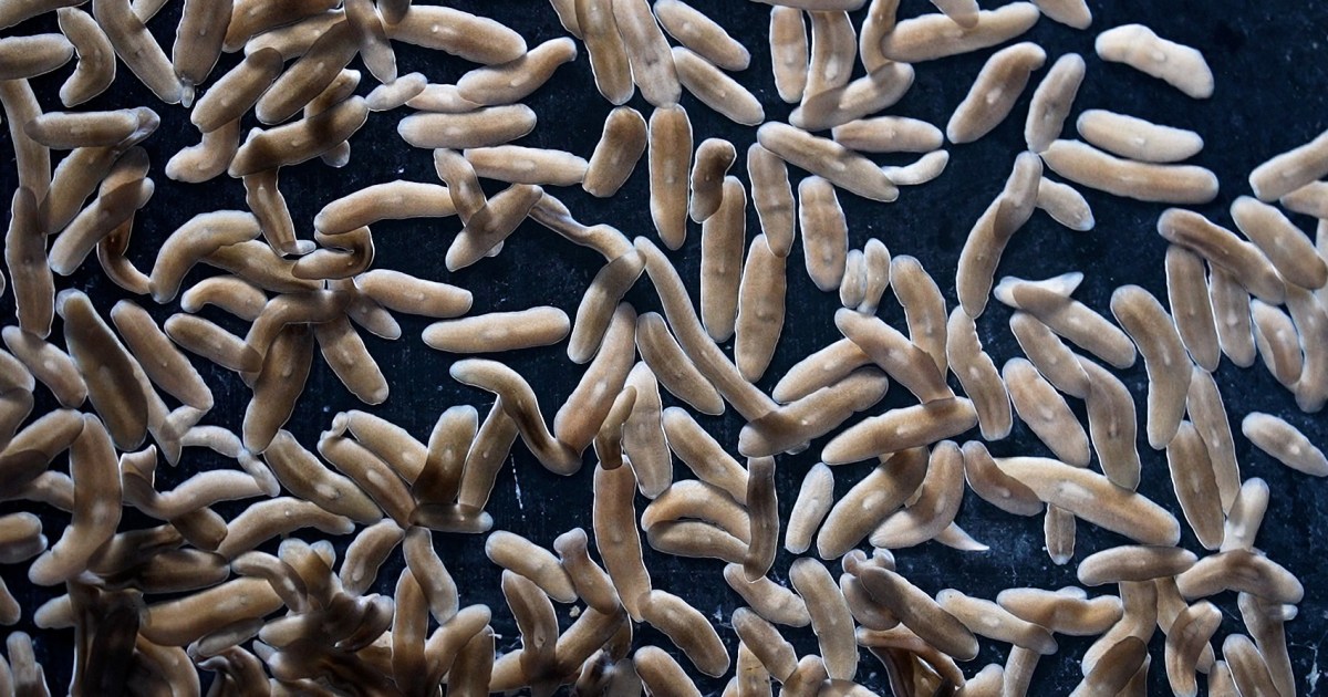 علماء للجزيرة نت: دودة البلاناريا الصغيرة تقلب مفاهيم الشفاء والتجدد