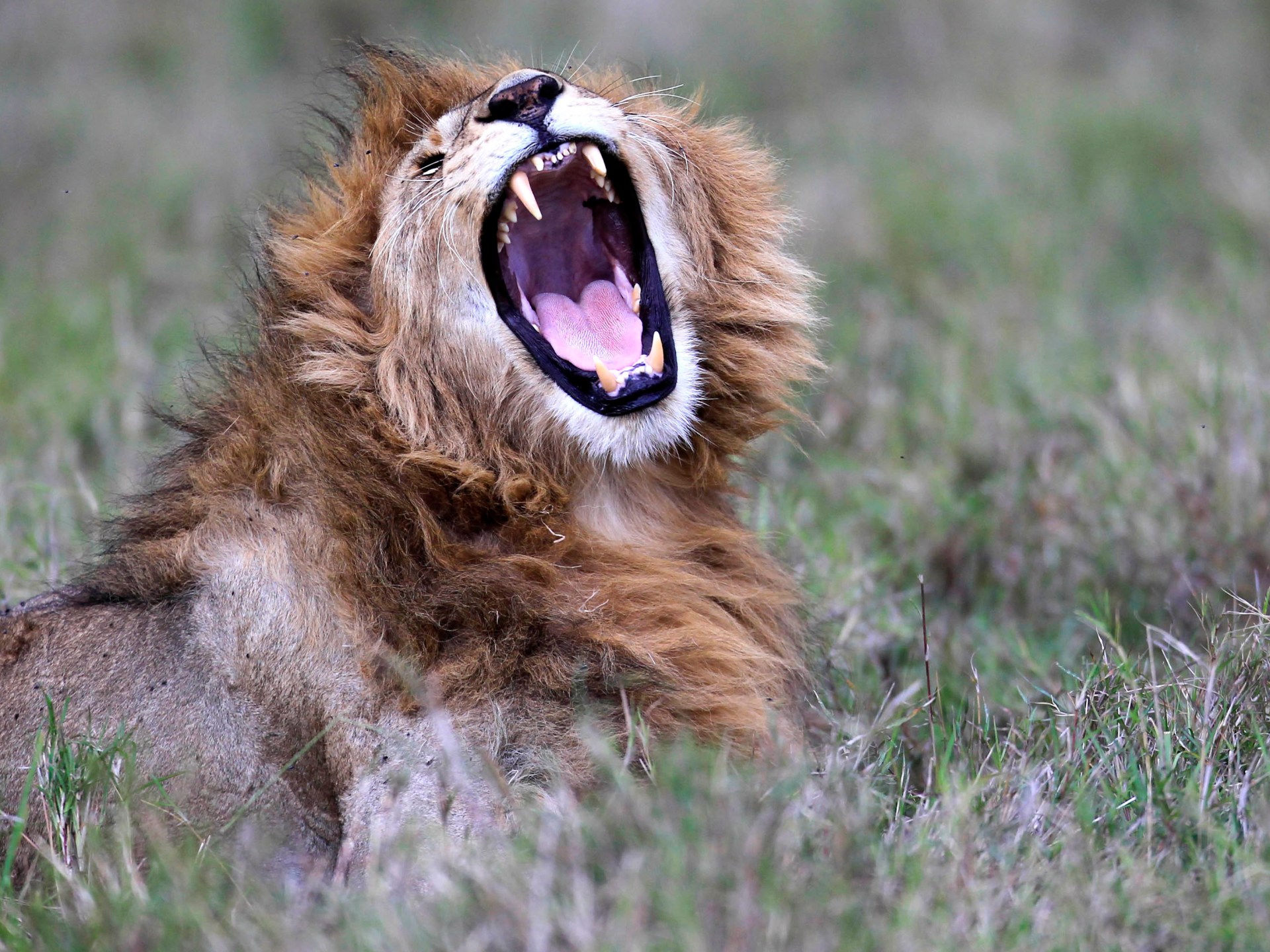 الذكاء الاصطناعي يكشف سرا خفيا في لغة الأسود