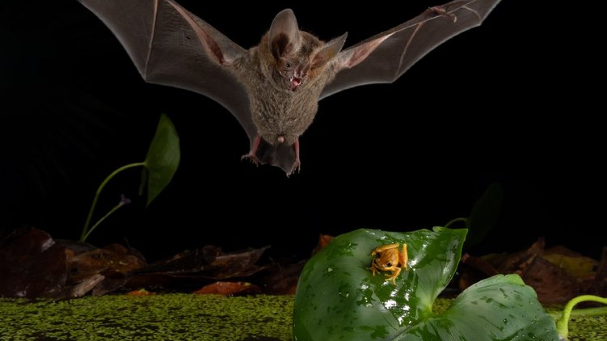 "الأسد الصغير".. كيف يتصرف الخفاش كأنه ملك الغابة؟