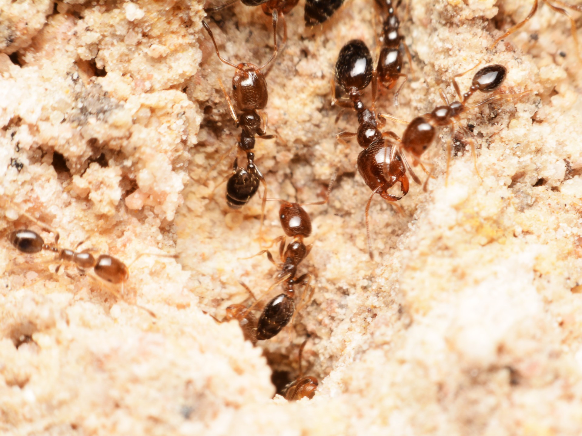 "نملة الشارقة".. اكتشاف مثير عابر للحدود الإماراتية