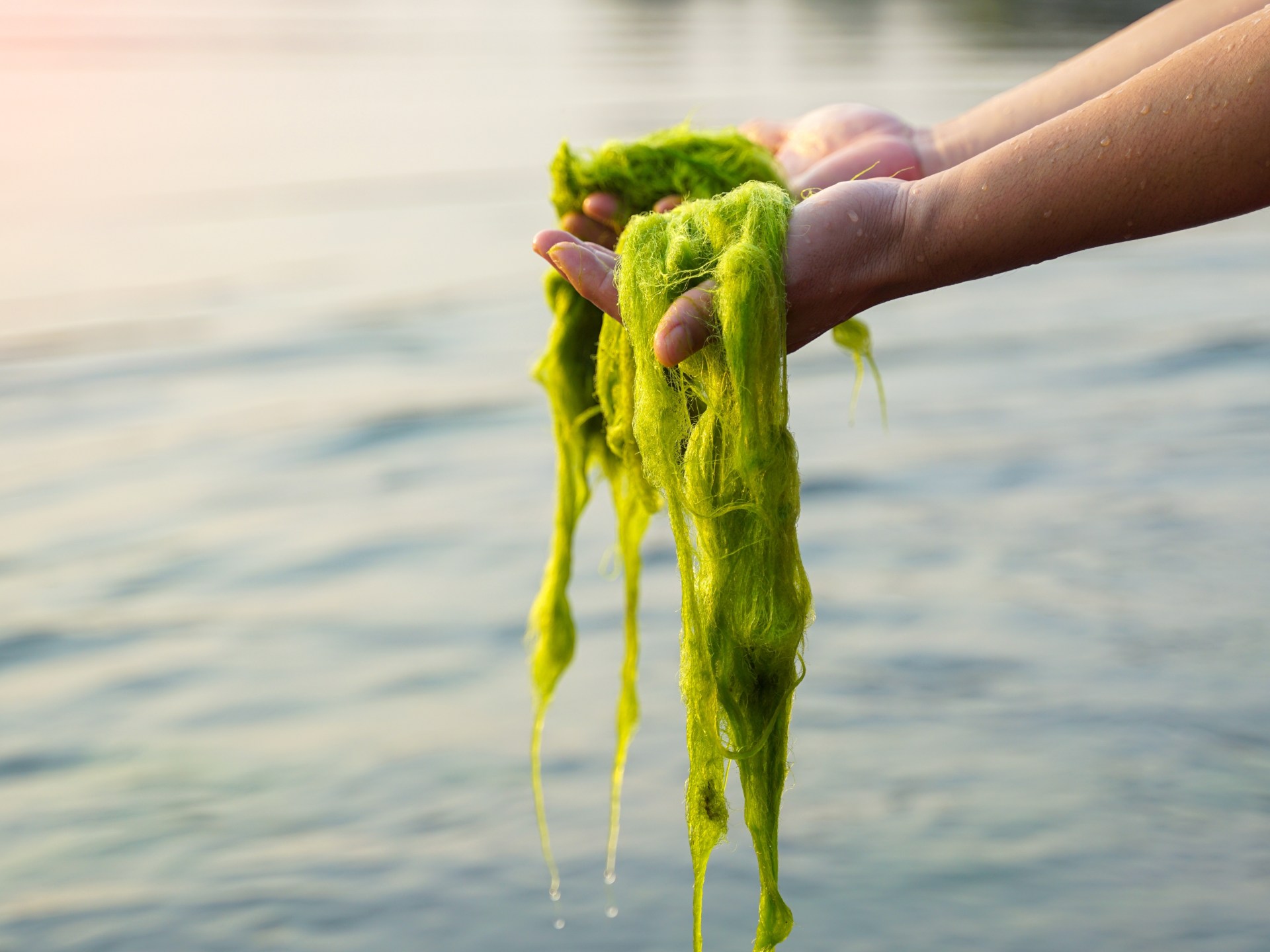 "حرير الماء" في صحراء الجزائر.. سلاح كيميائي مرشح لهزيمة السرطان