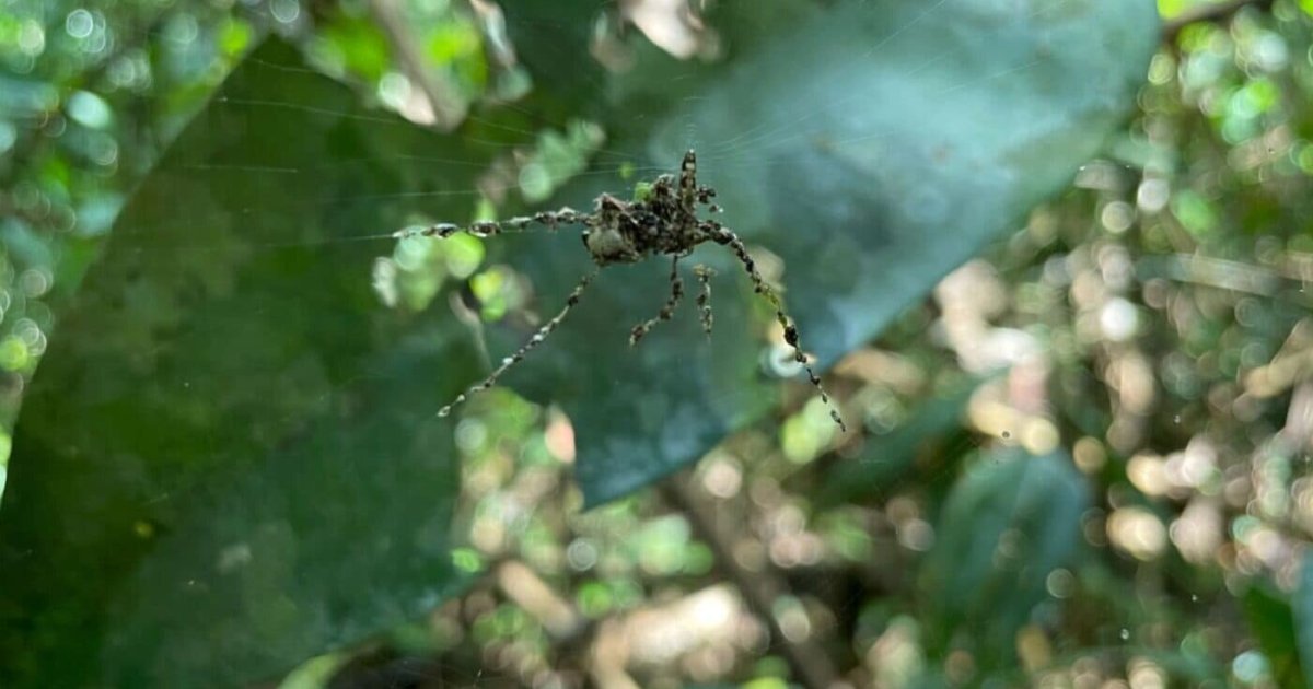 شاهد.. عناكب تصنع "خيال مآتة" لحمايتها من المفترسات