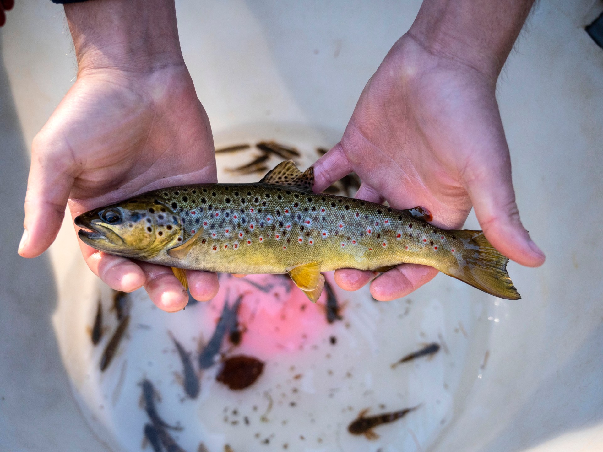 هل تؤدّي تجارة الأسماك العالمية إلى نشر سموم "أبدية" بكل مكان؟