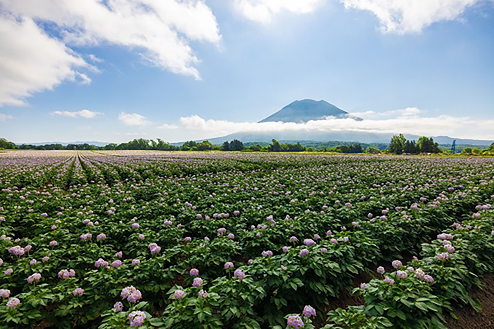 هوكايدو اليابانية.. جنة لعشاق الطبيعة الساحرة والمغامرات
