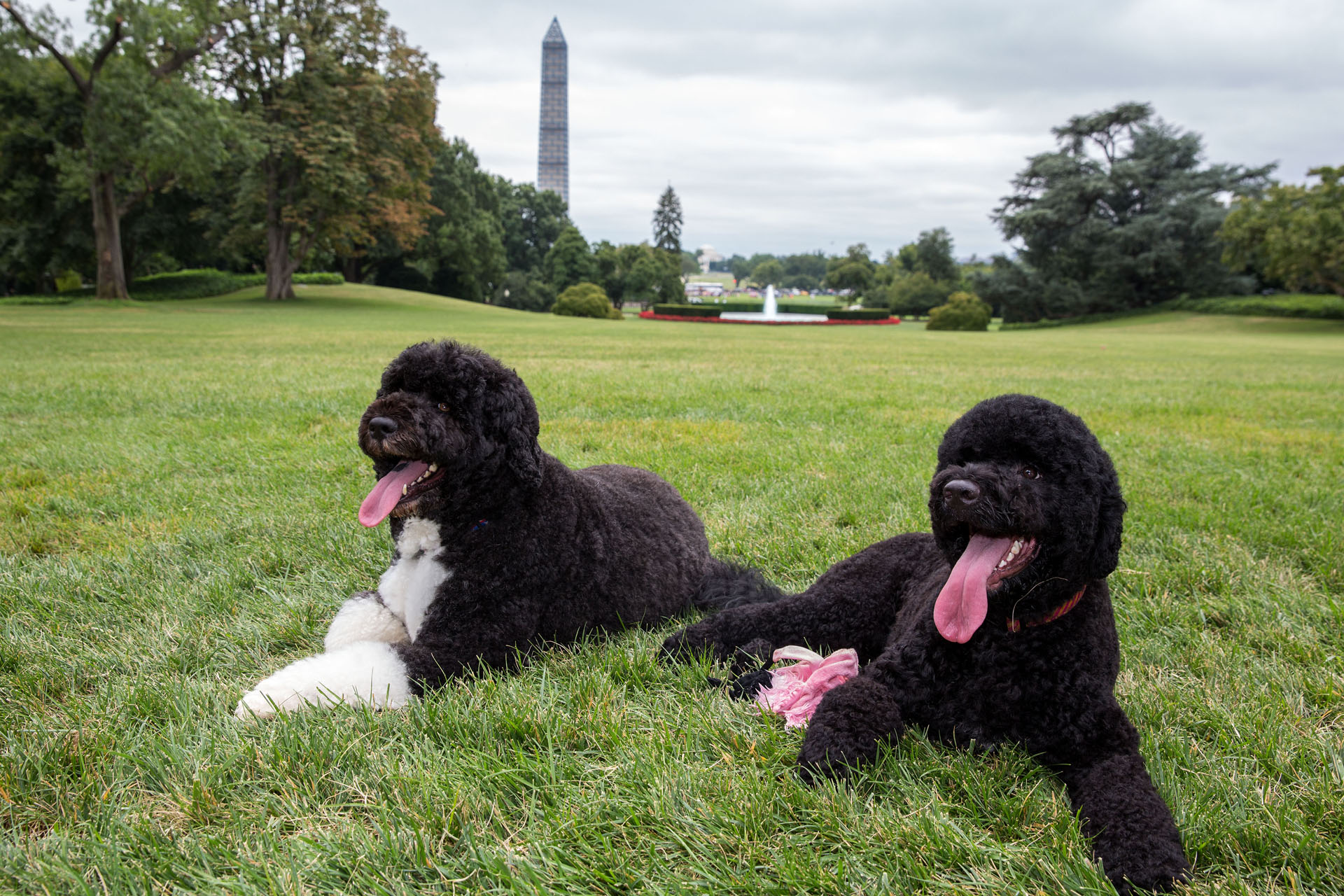 كلبك "المهذب" يحمل داخله بقايا ذئب قديم