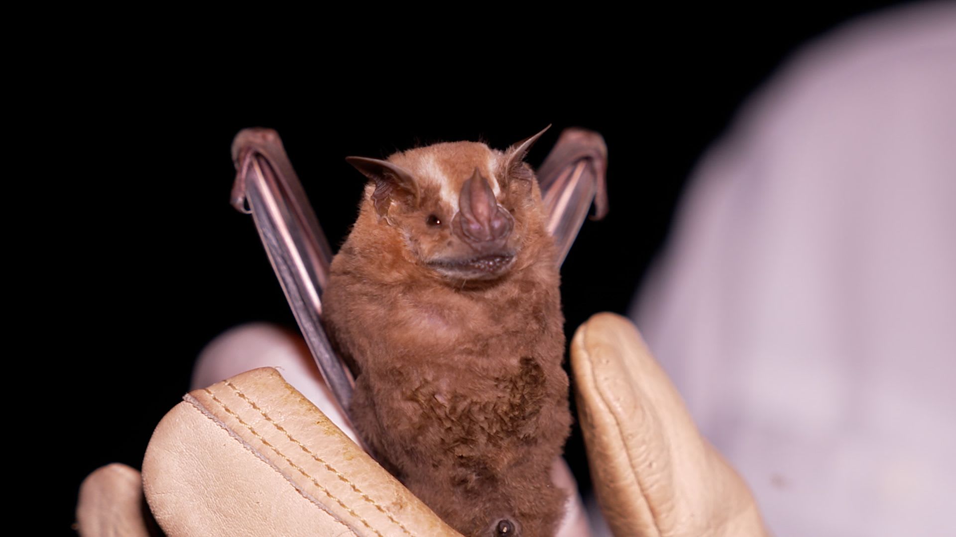 عالم بيئة يدخل كهفا مليئا بالخفافيش والثعابين المعلقة في المكسيك