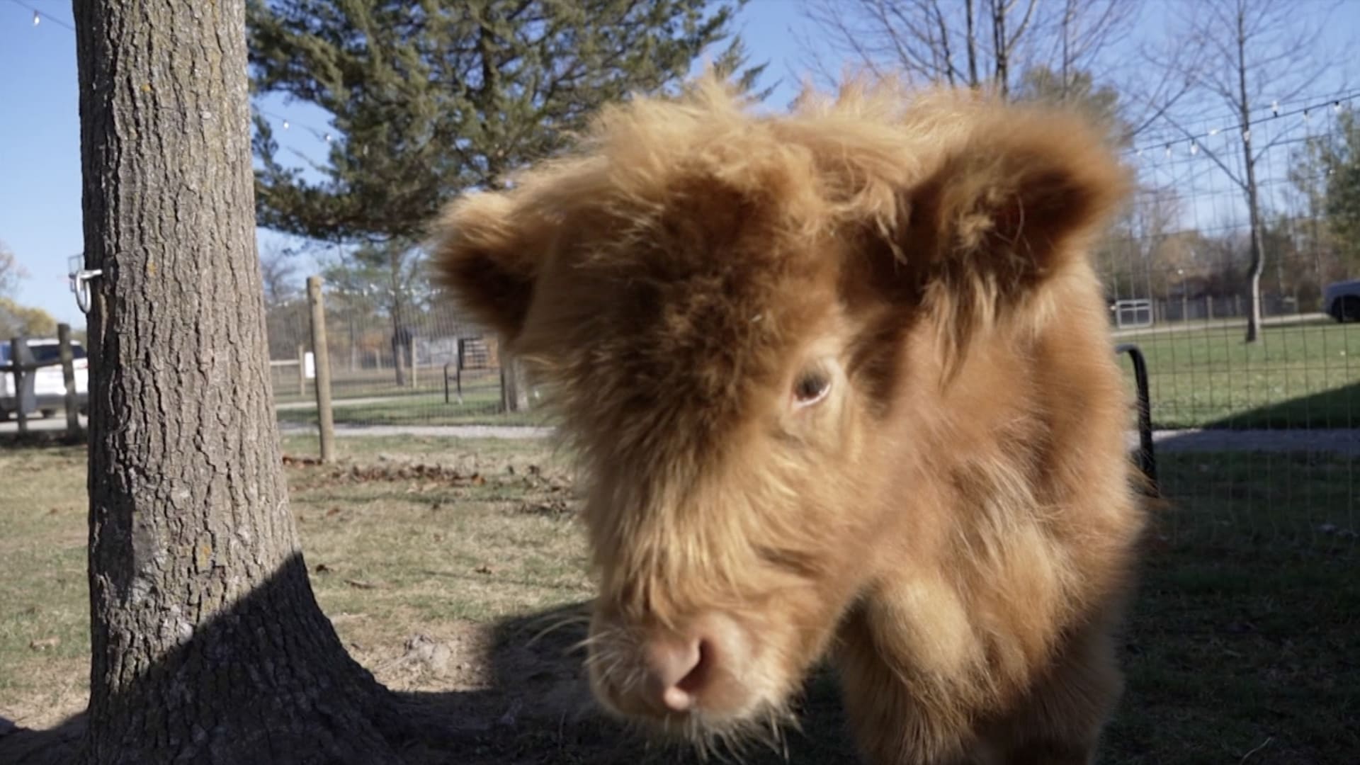 أبقار قزمة تجلب فوائد عظيمة للصحة النفسية في ميشيغان